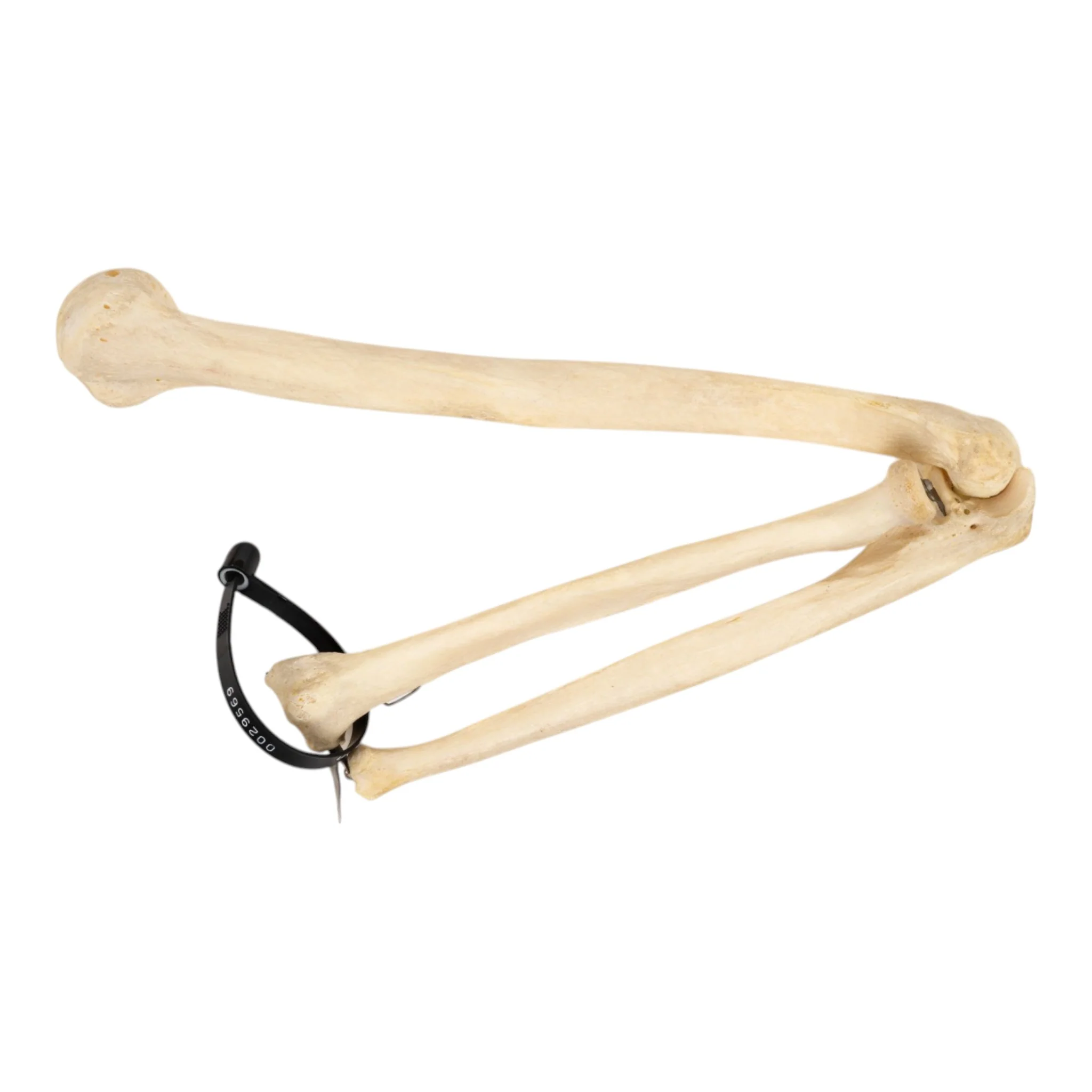 Real Human Left Arm - Image 3