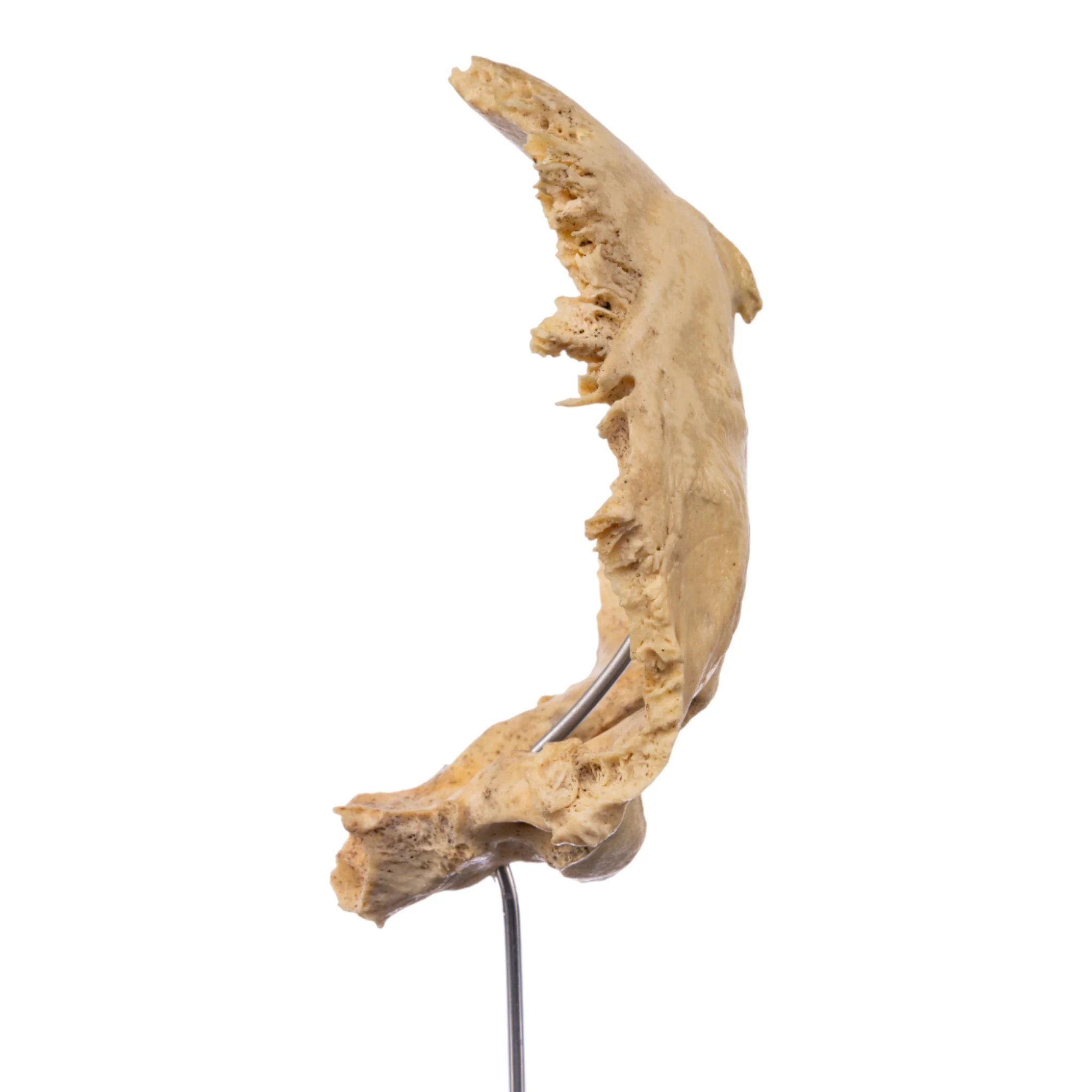 Real Human Partial Skull on Stand - Image 4