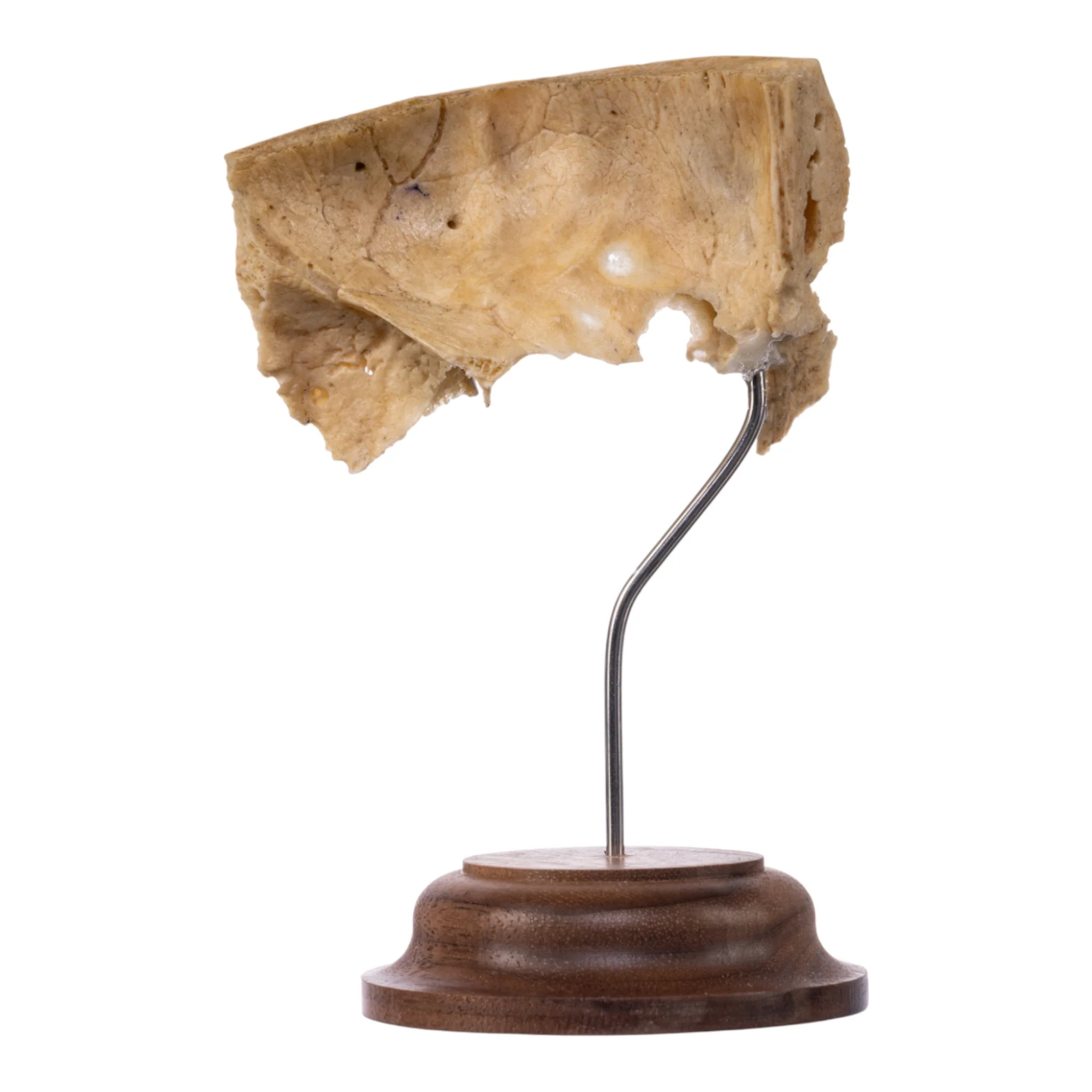 Real Human Partial Skull on Stand - Image 4