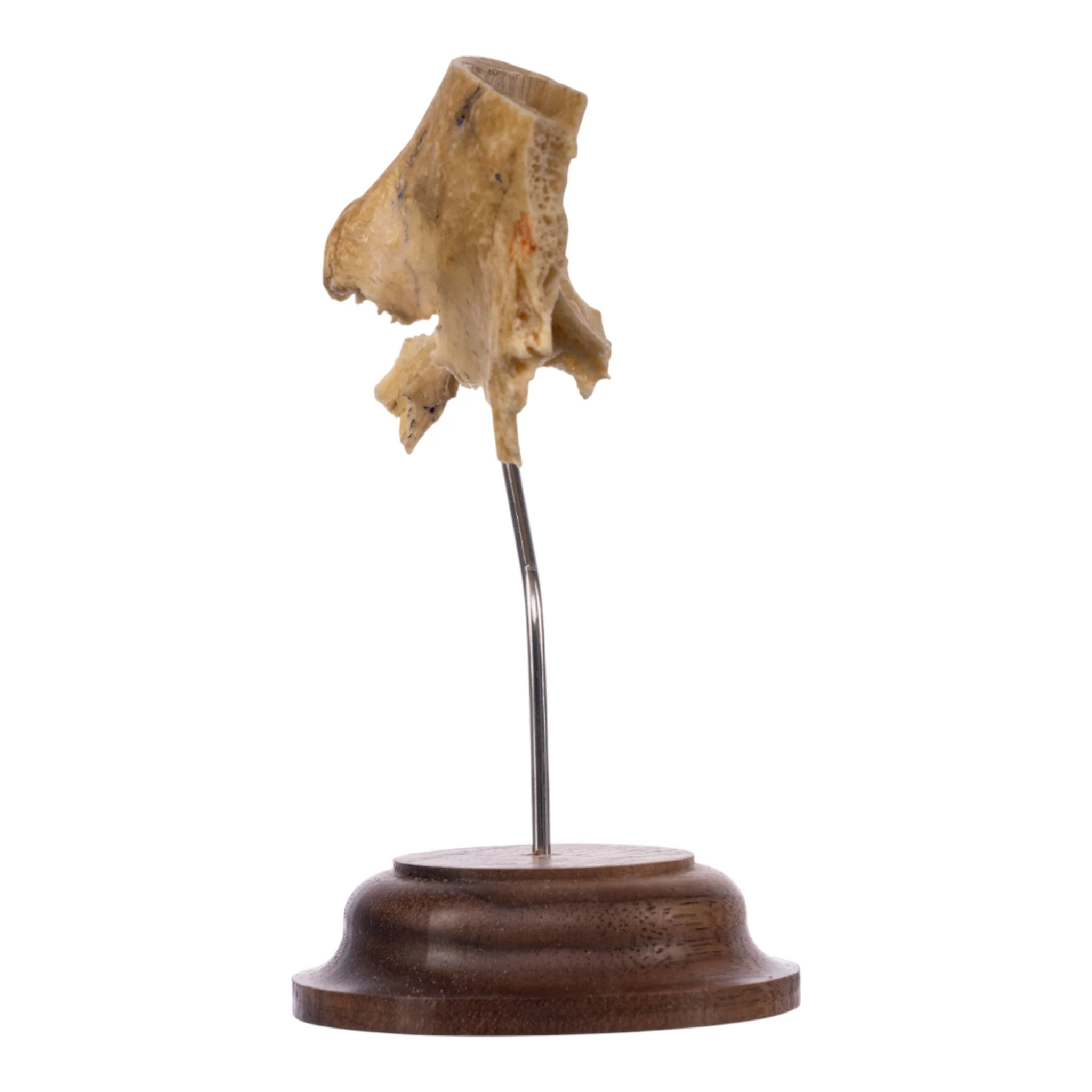 Real Human Partial Skull on Stand - Image 5