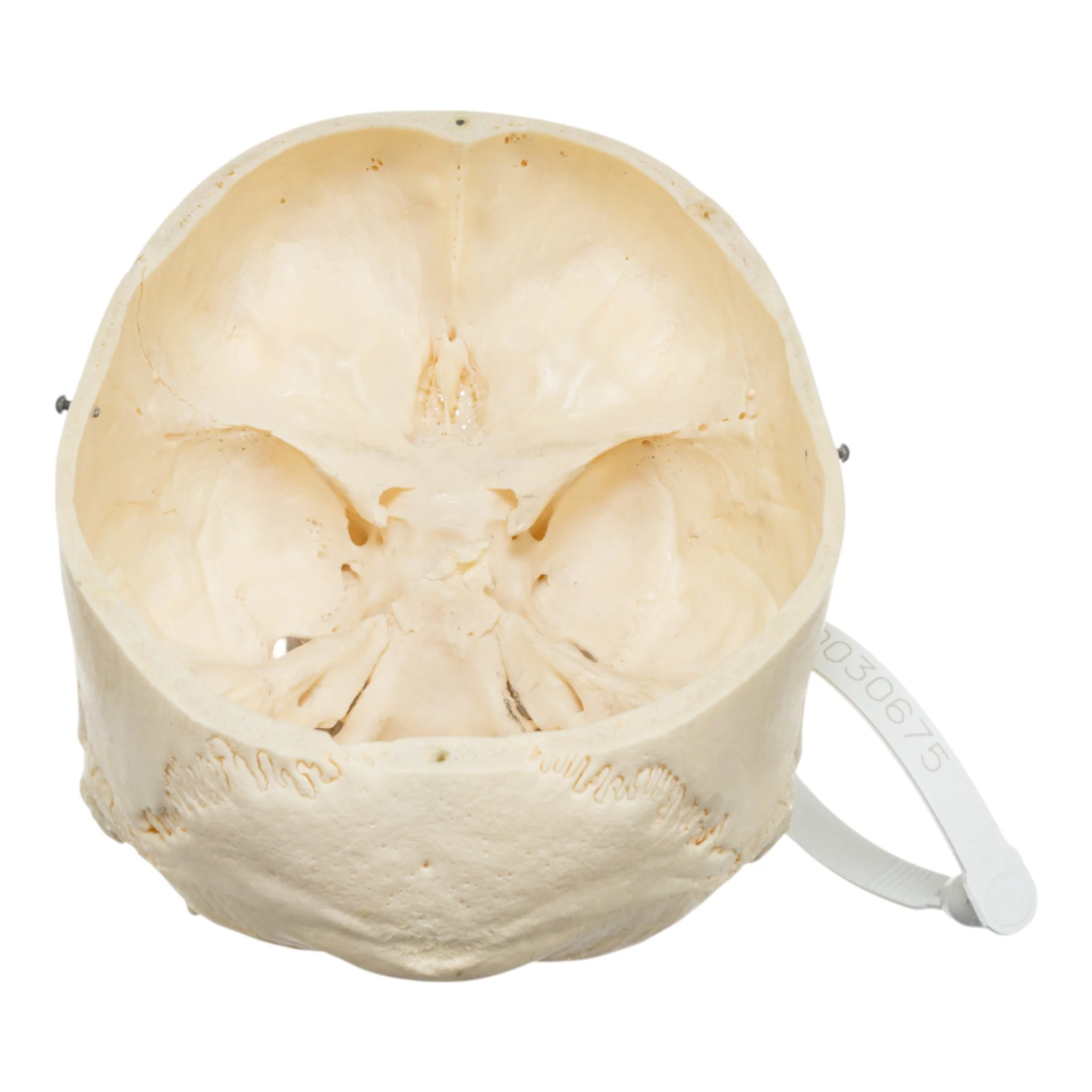 Real Human Skull - Partial - Image 5
