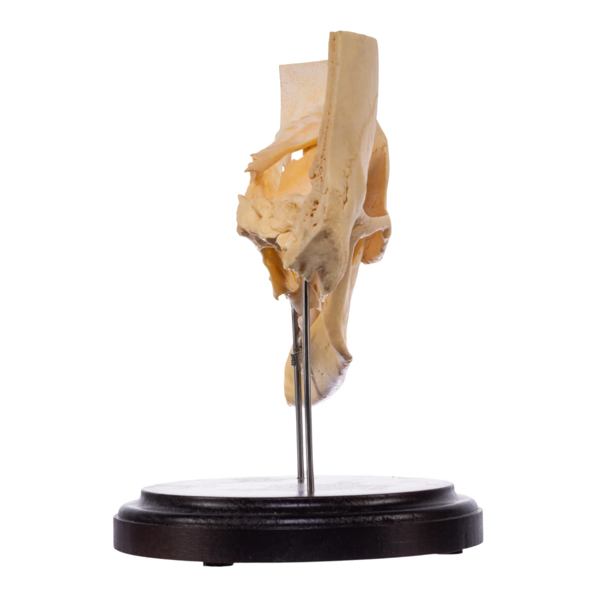 Real Human Partial Skull on Stand - Image 5