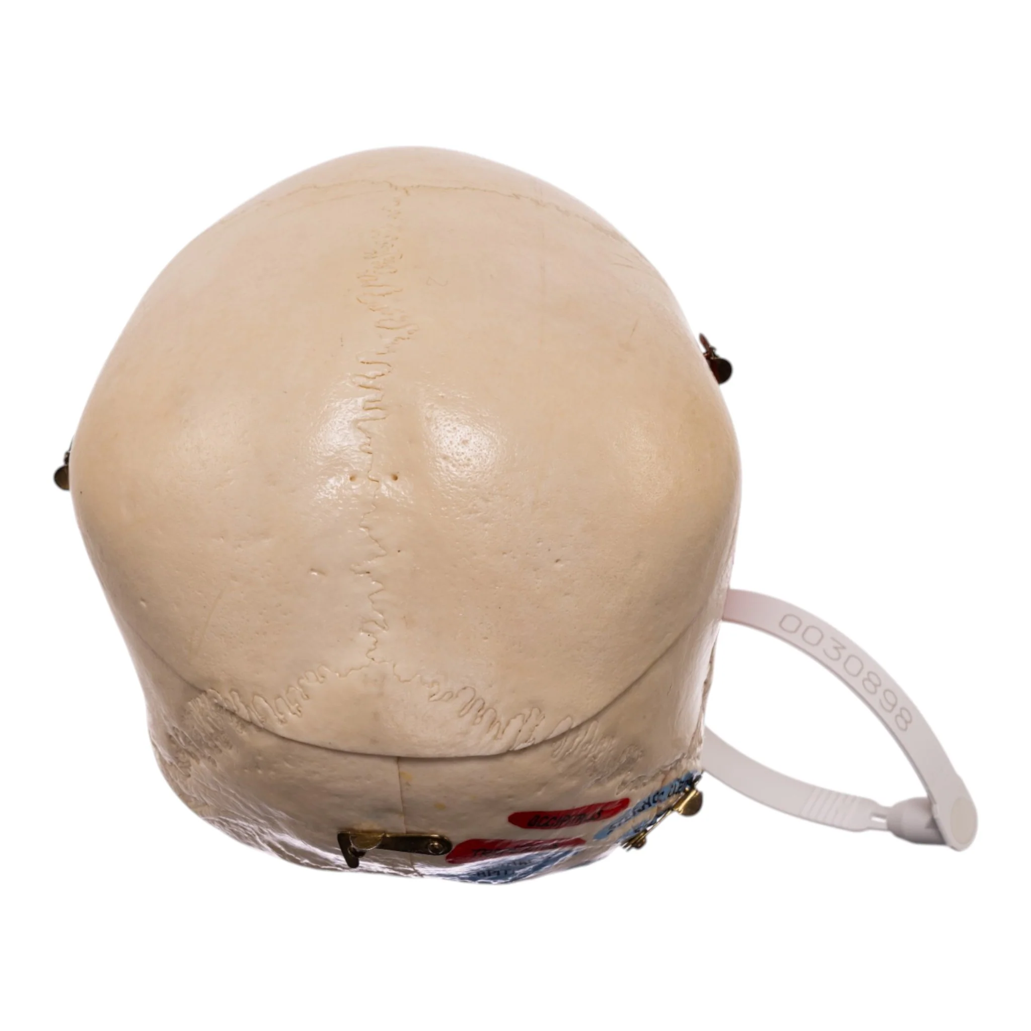 Real Human Dissected Skull in Carrying Case - Image 6