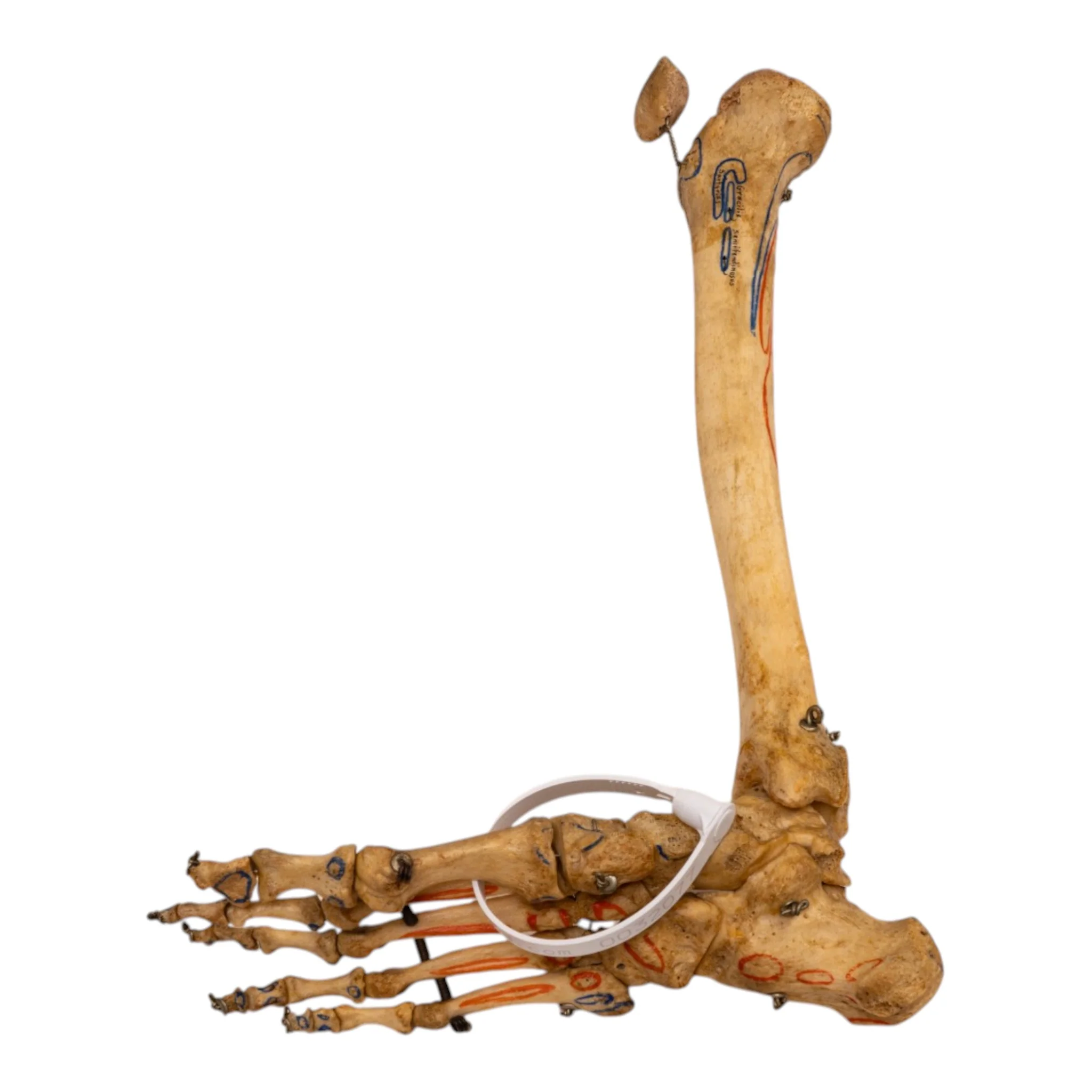Real Human Right Partial Leg - Articulated