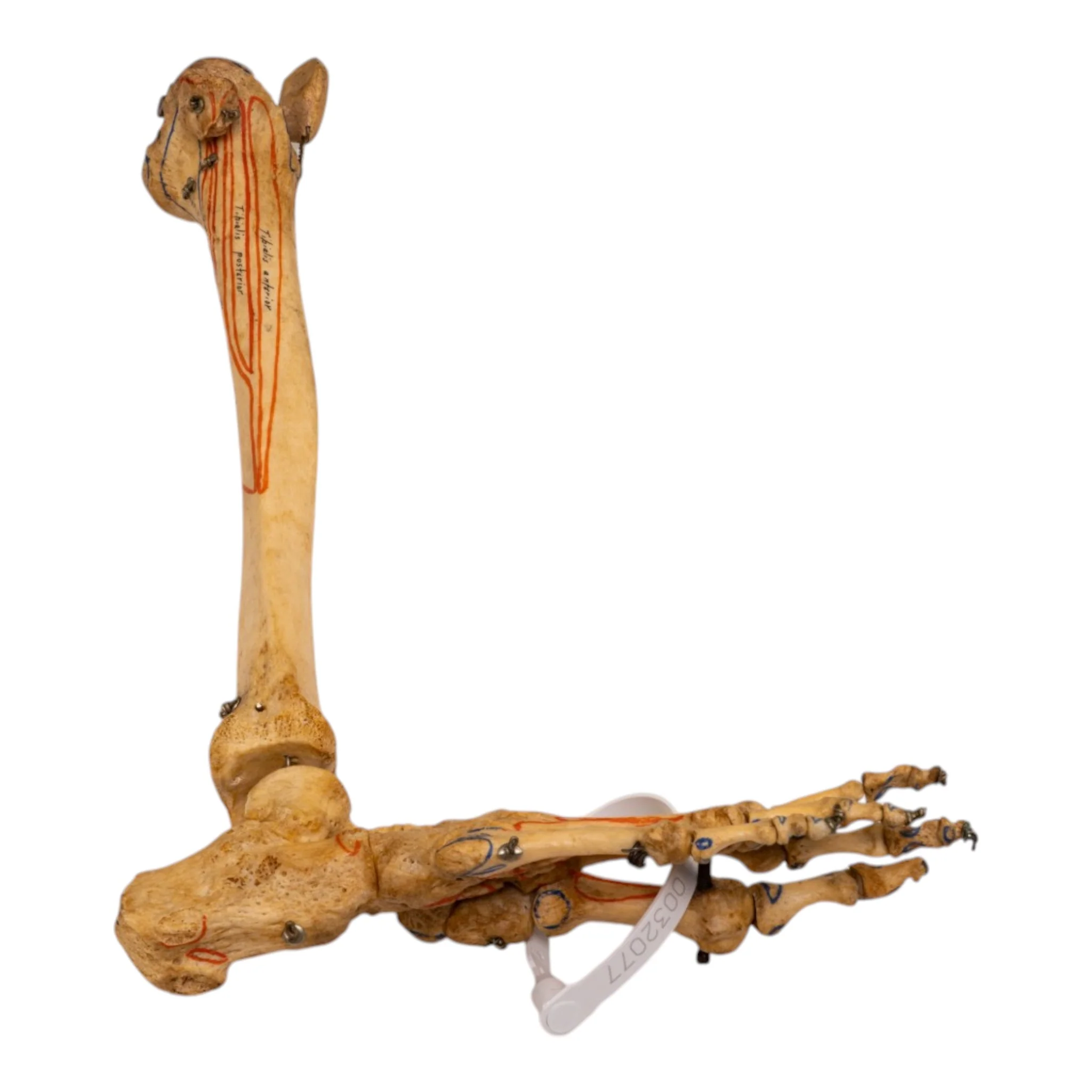 Real Human Right Partial Leg - Articulated - Image 3