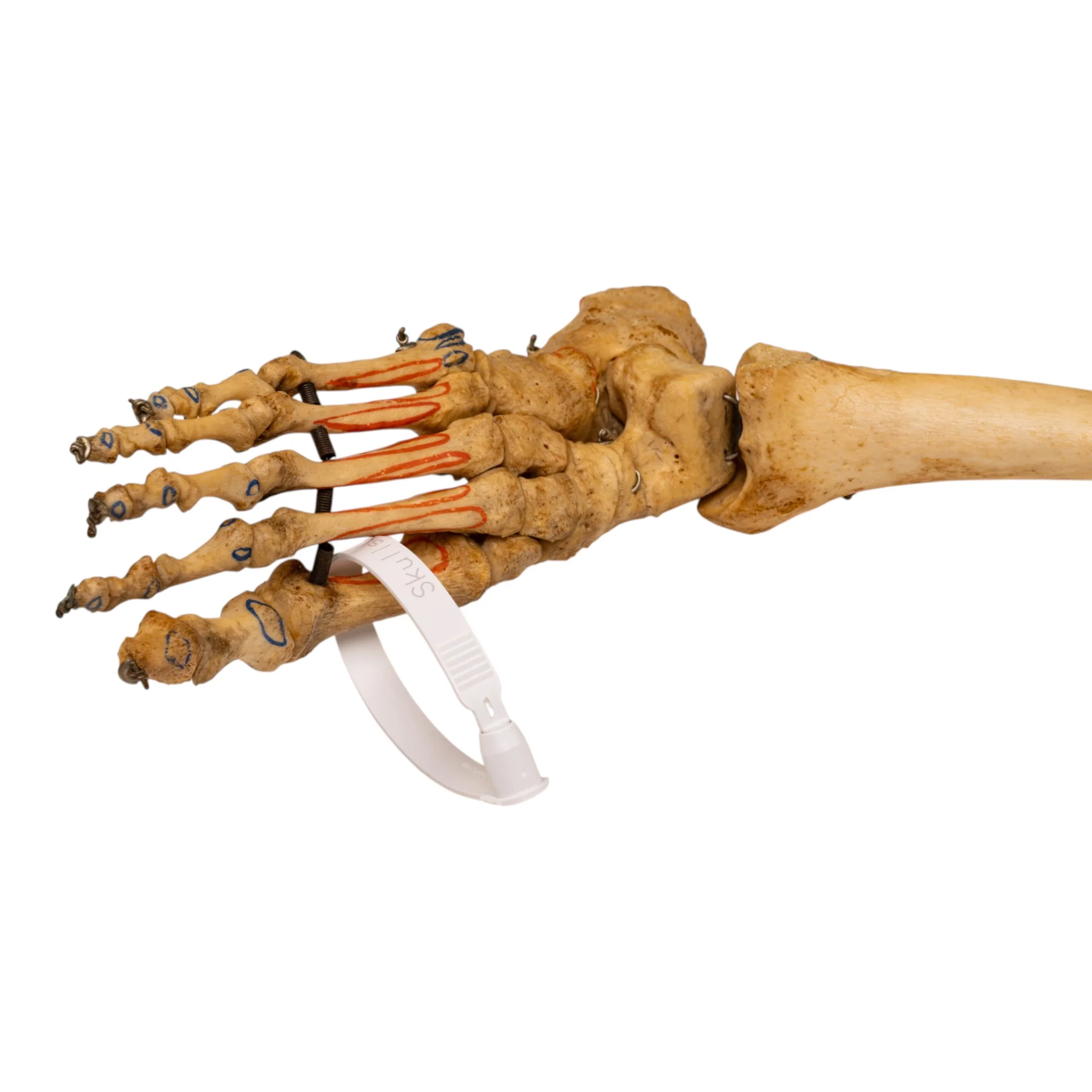 Real Human Right Partial Leg - Articulated - Image 4
