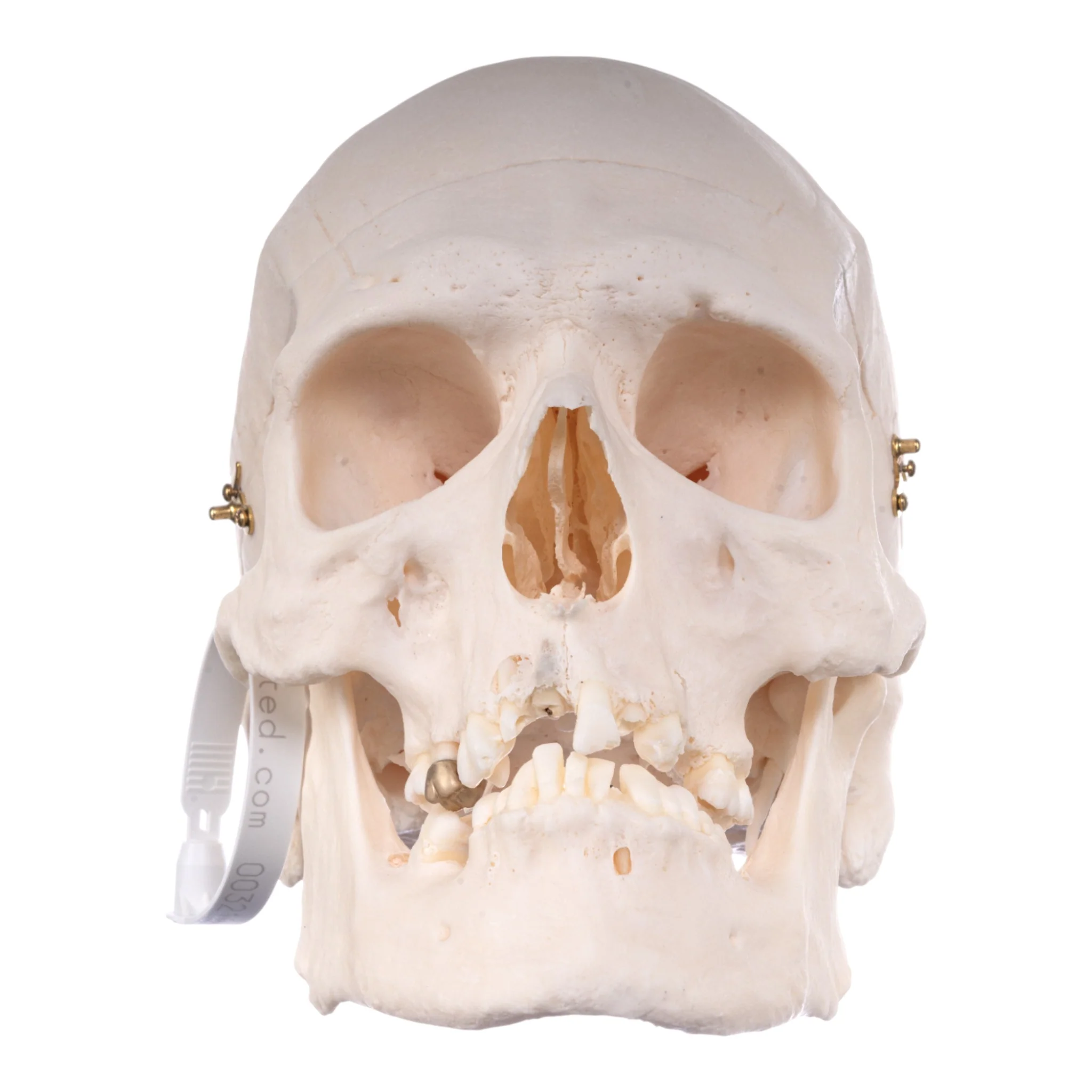 Real Research Quality Human Skull - Image 3