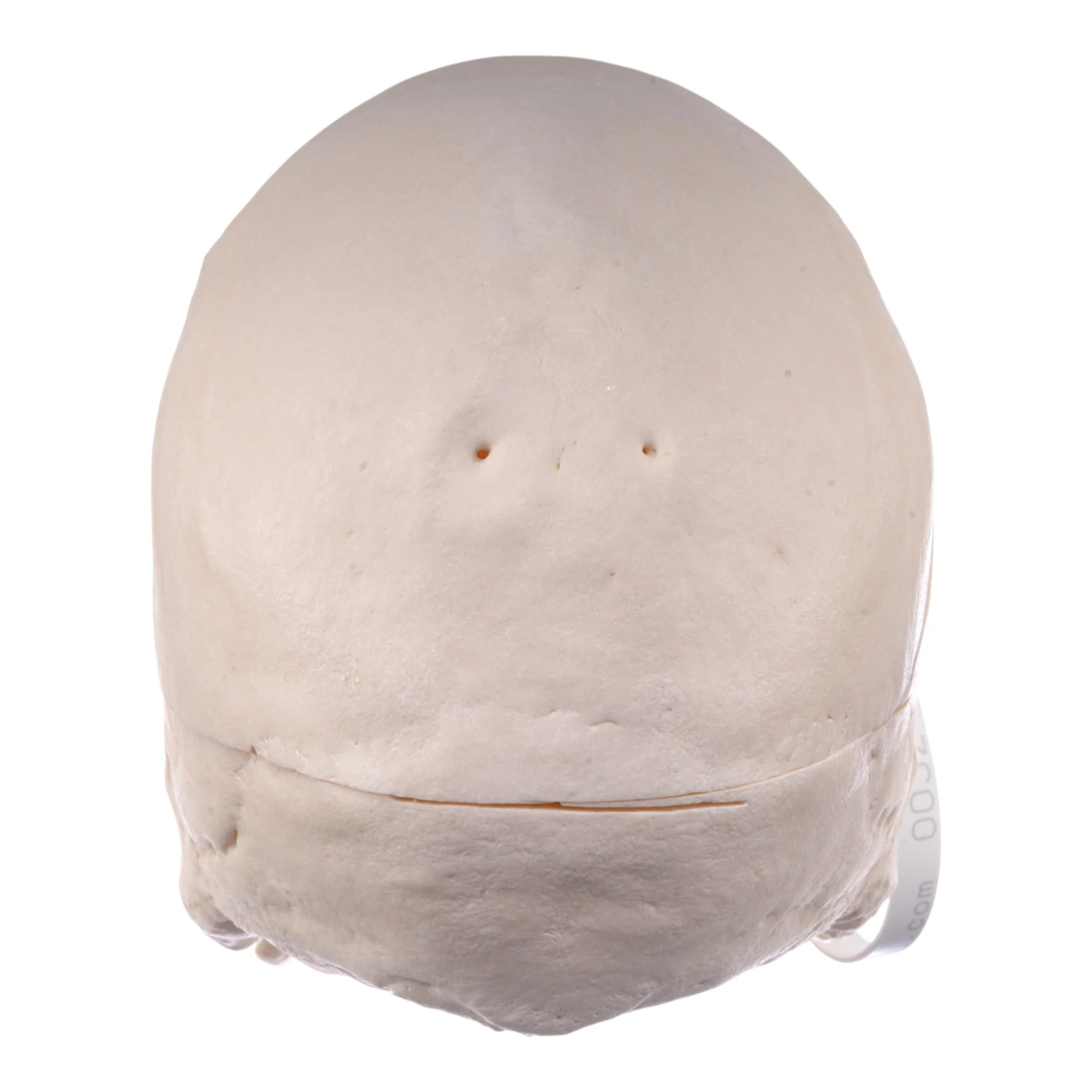 Real Research Quality Human Skull - Image 5