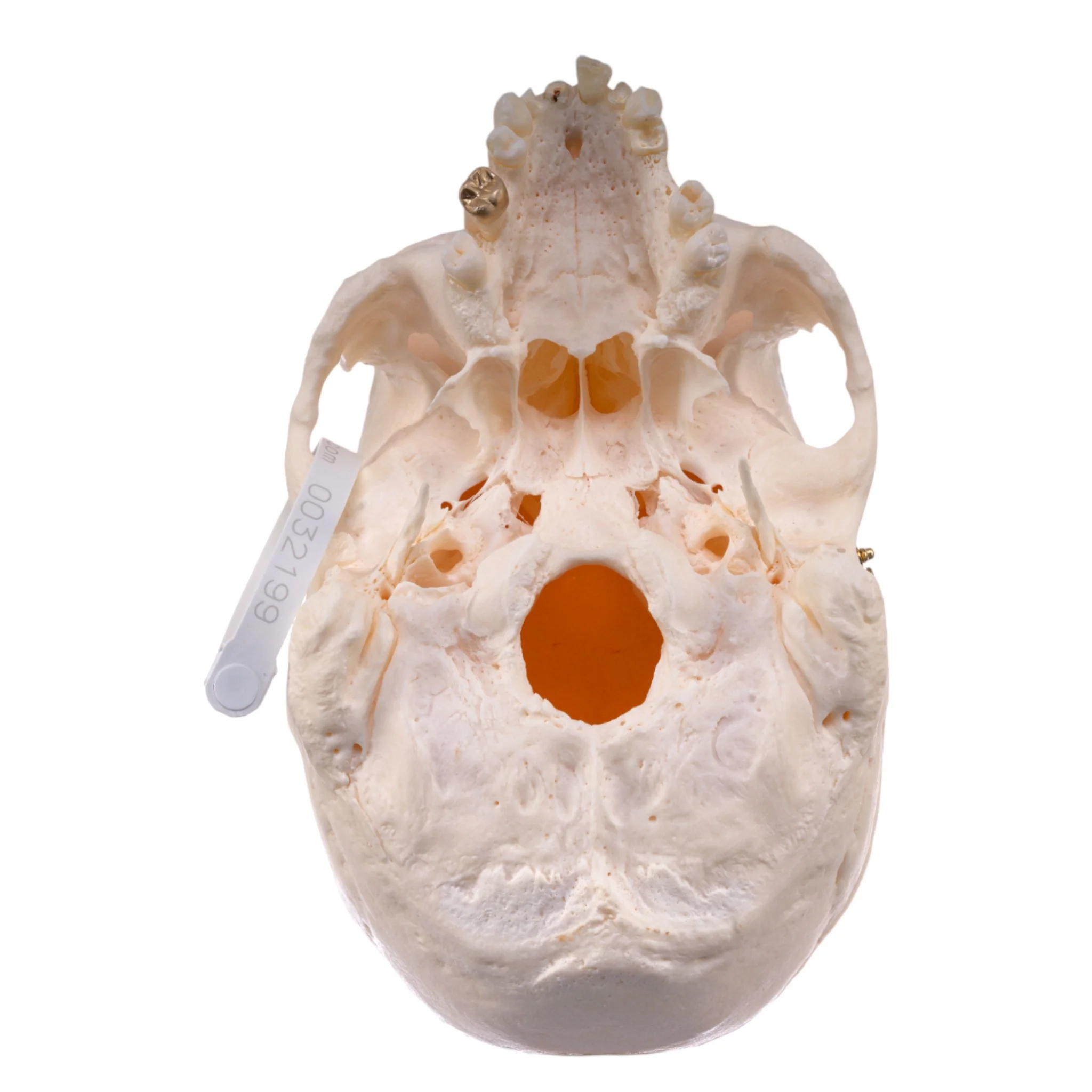 Real Research Quality Human Skull - Image 6
