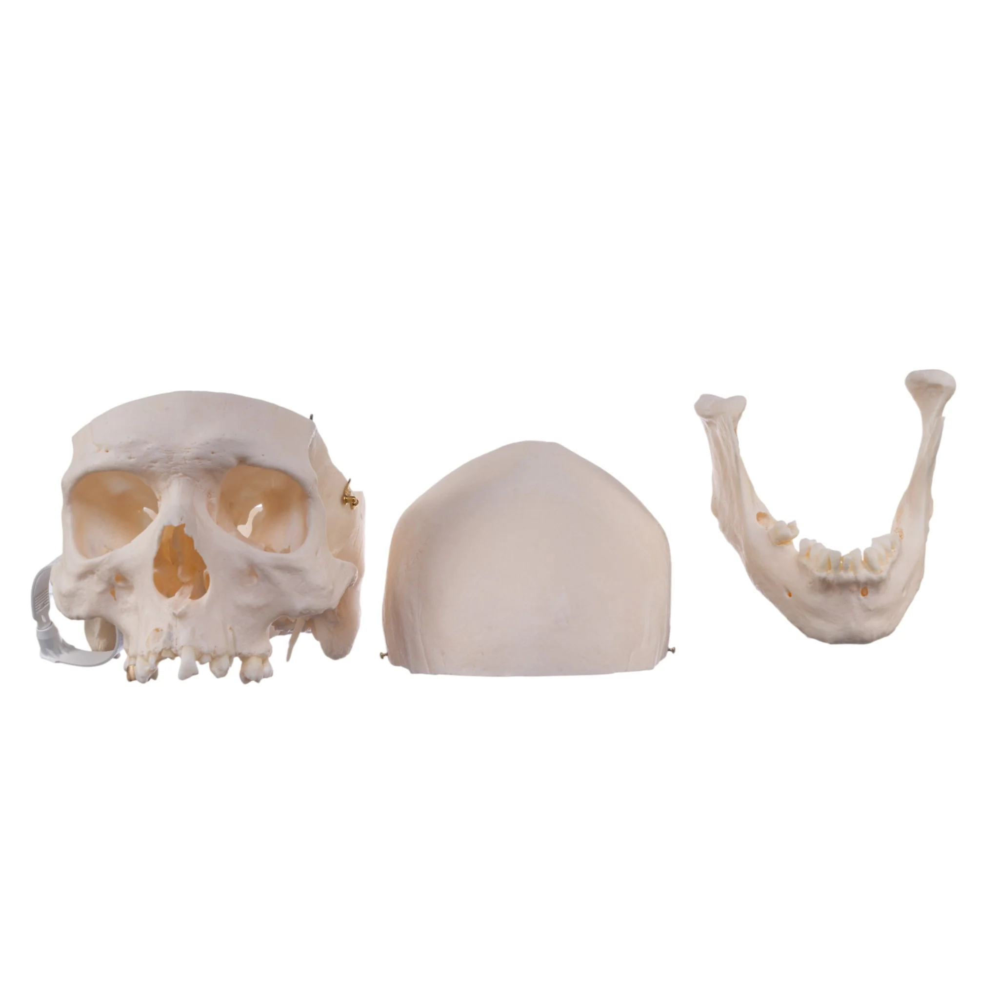 Real Research Quality Human Skull - Image 7