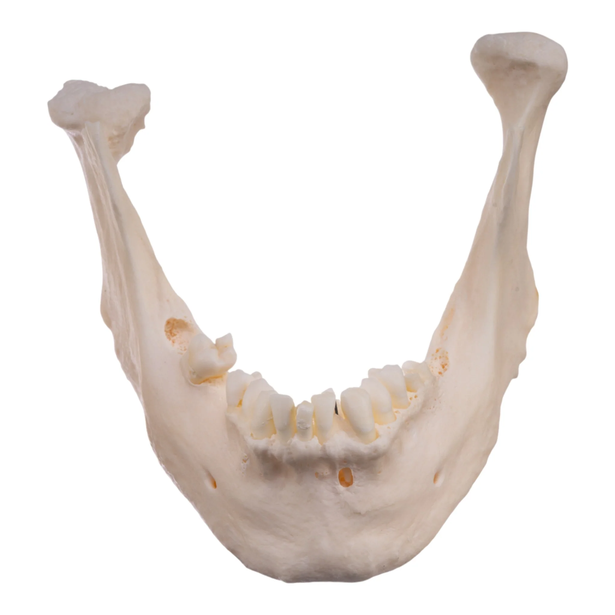 Real Research Quality Human Skull - Image 8