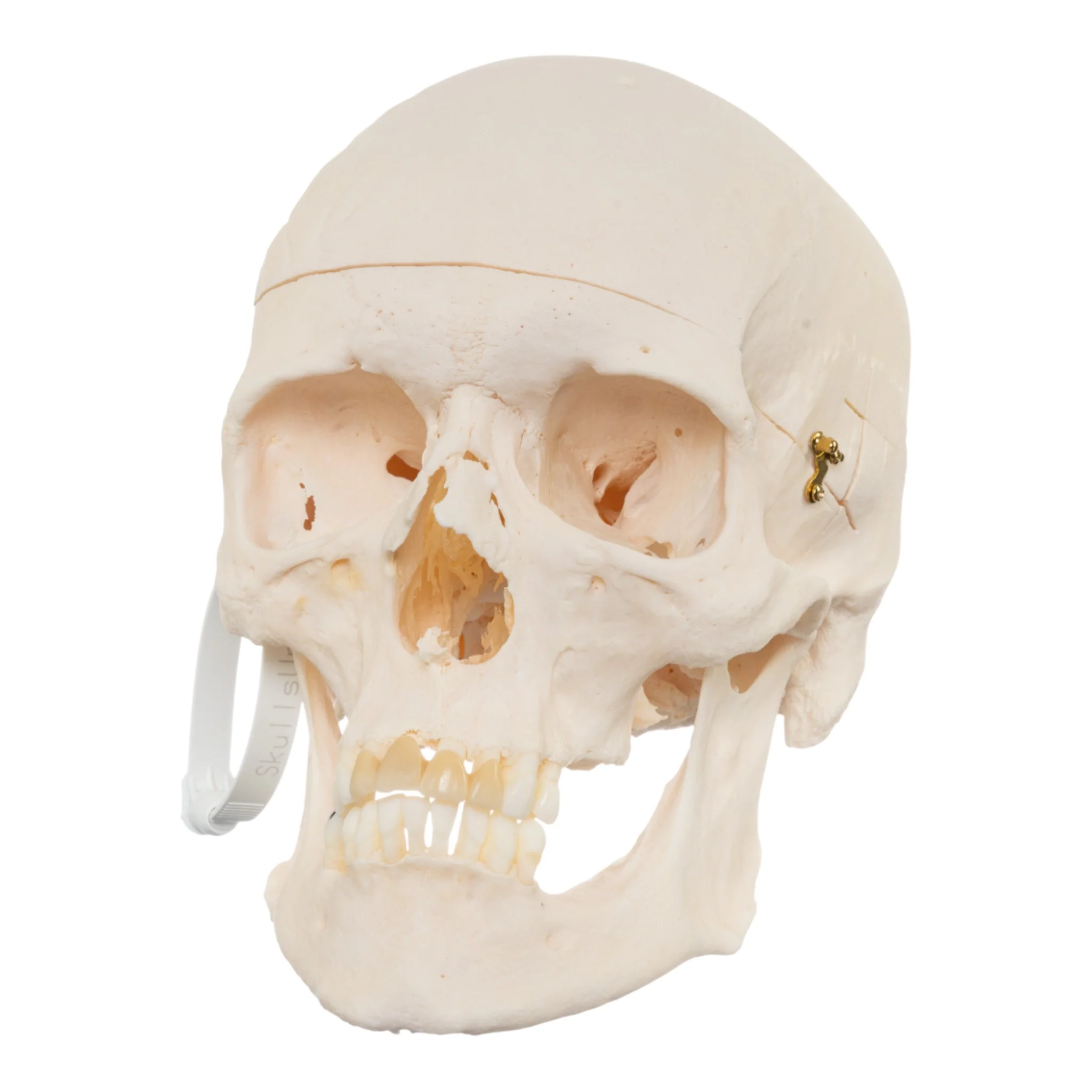 Real Research Quality Human Skull