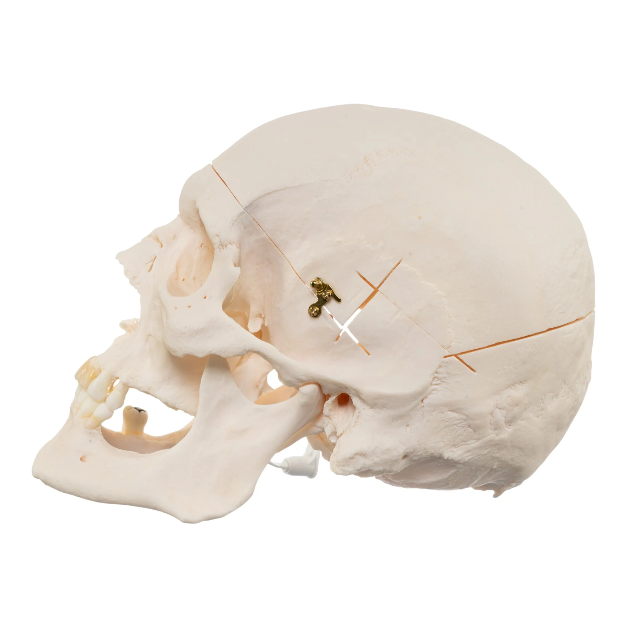 Real Research Quality Human Skull - Image 4