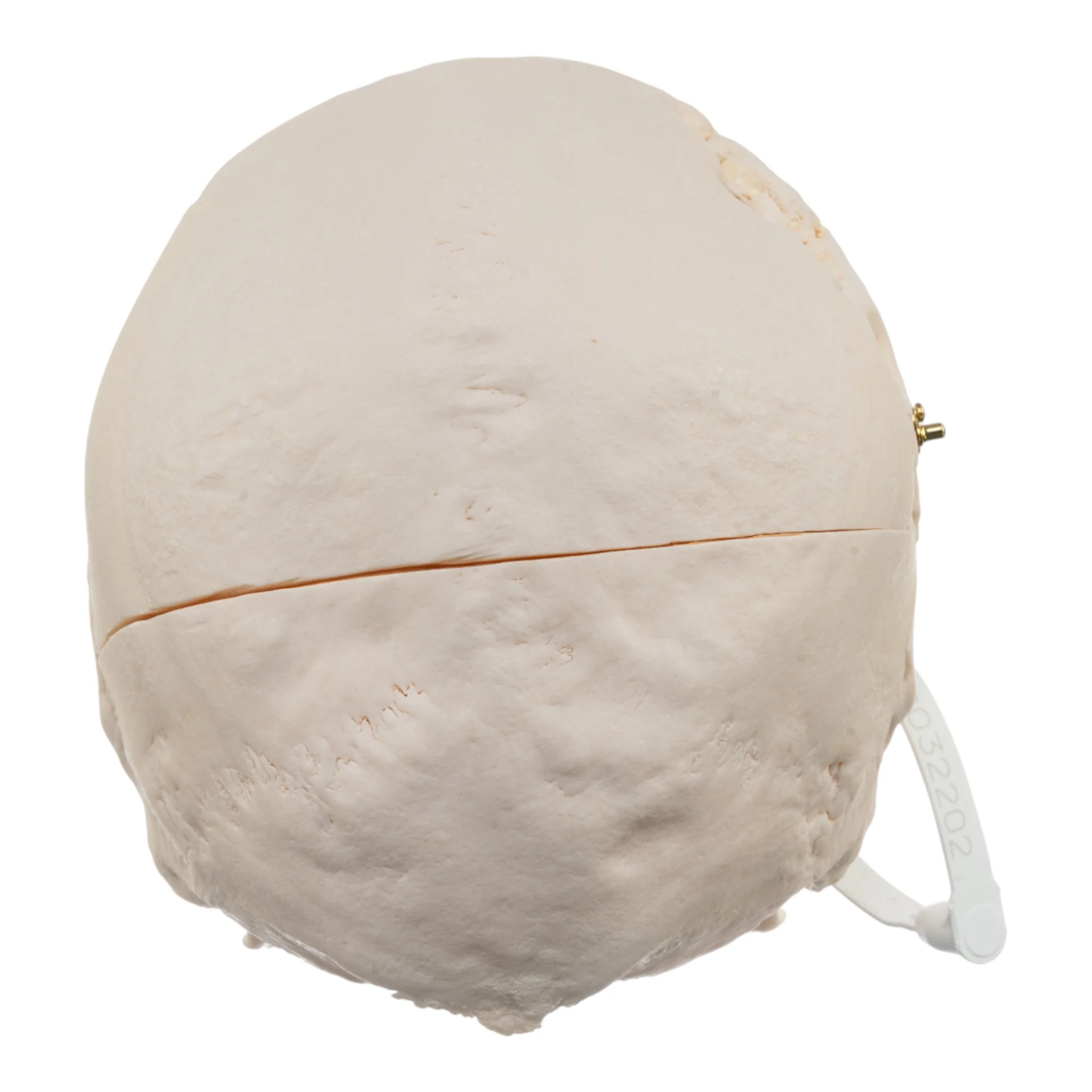 Real Research Quality Human Skull - Image 5