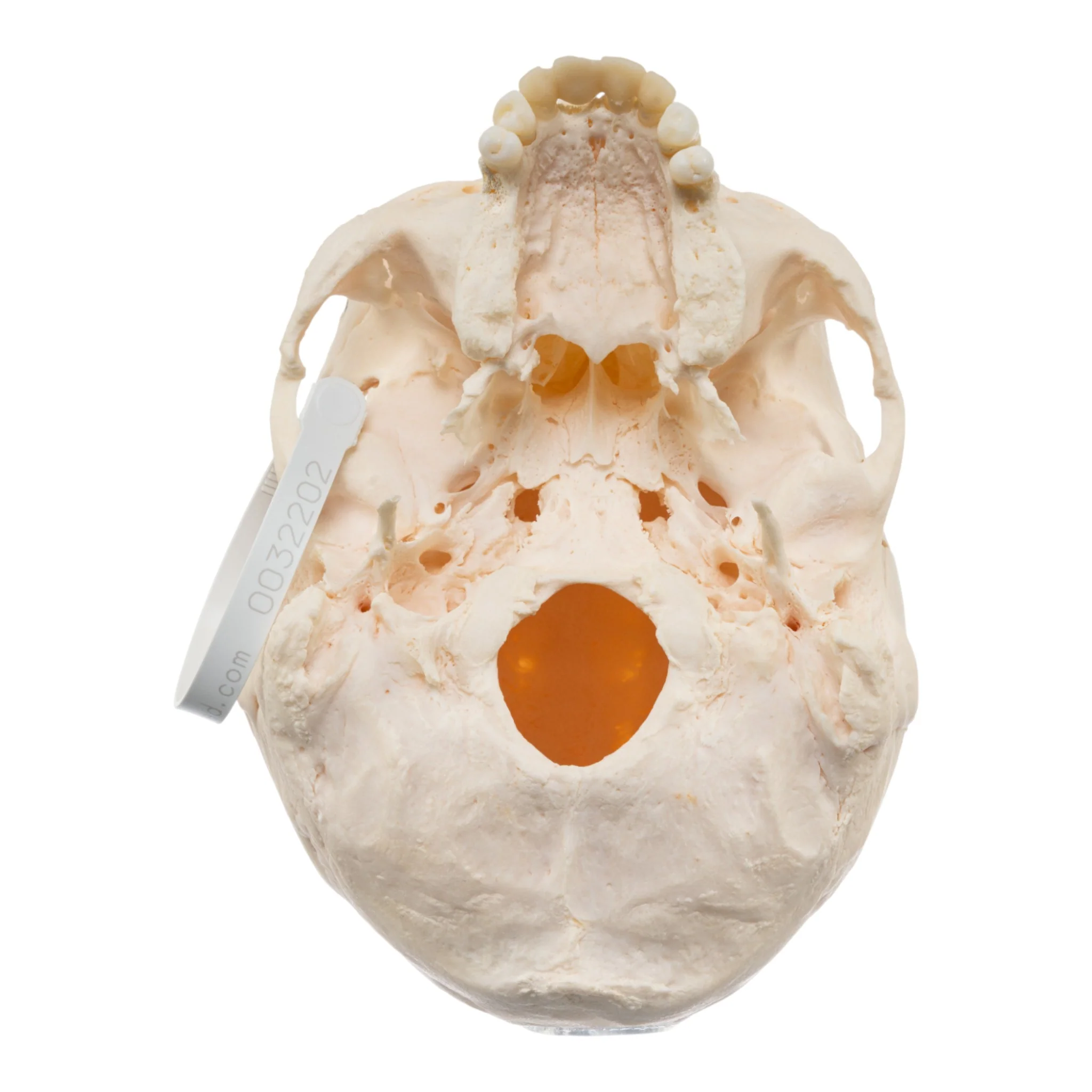 Real Research Quality Human Skull - Image 6
