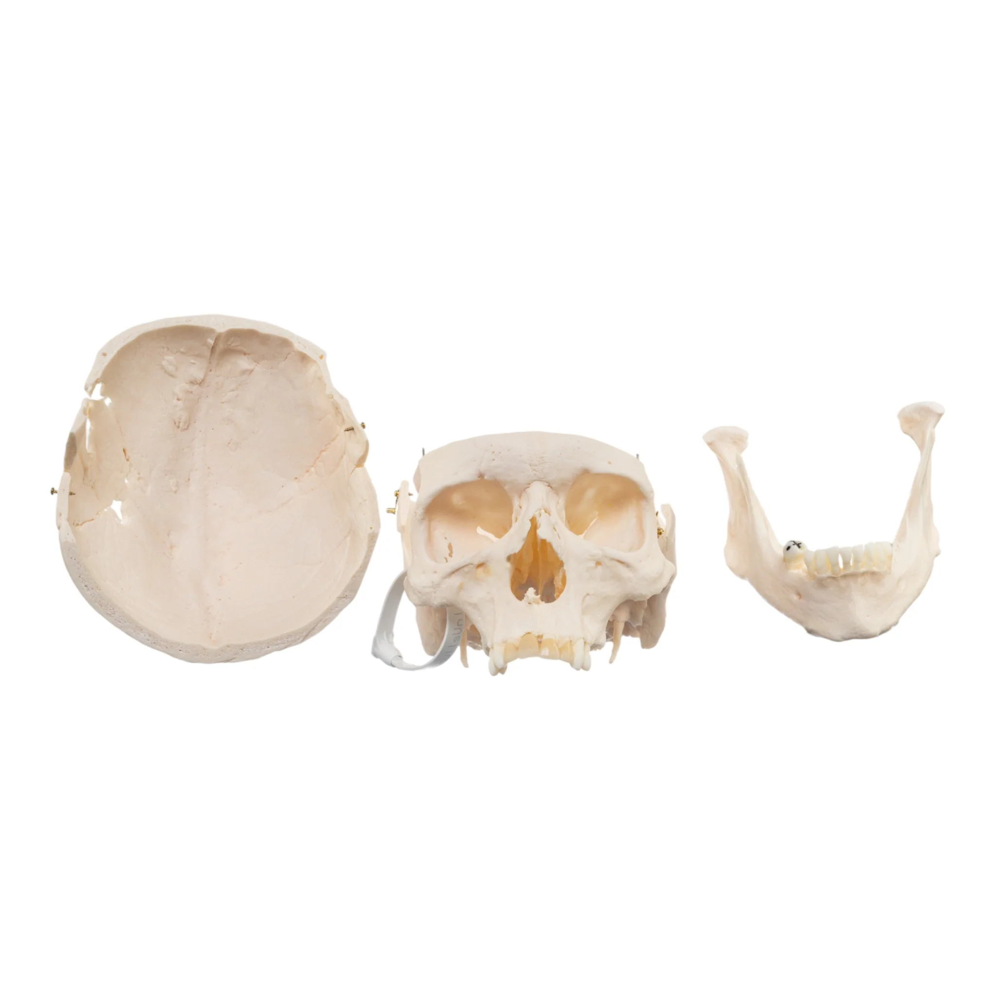 Real Research Quality Human Skull - Image 7