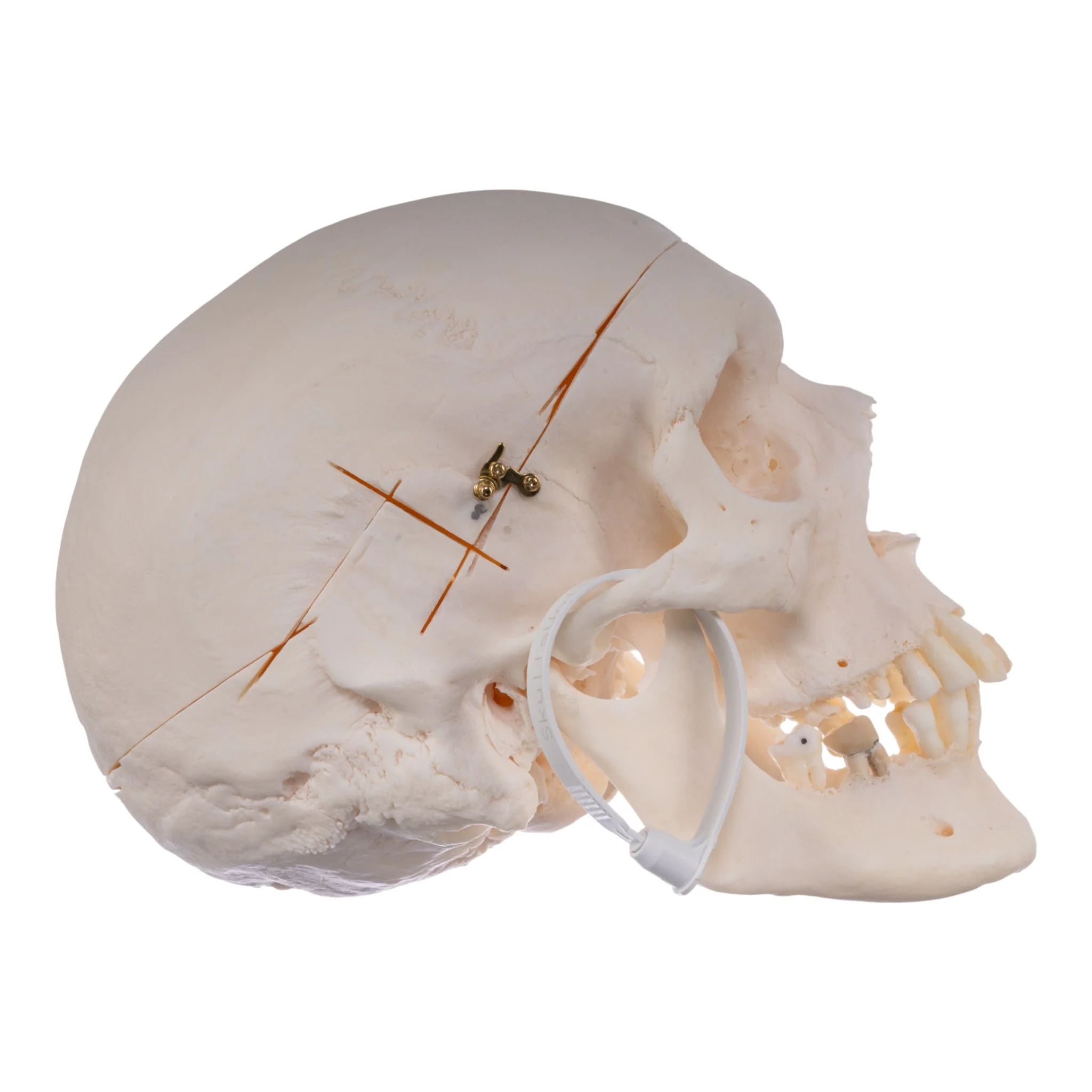 Real Research Quality Human Skull - Image 2