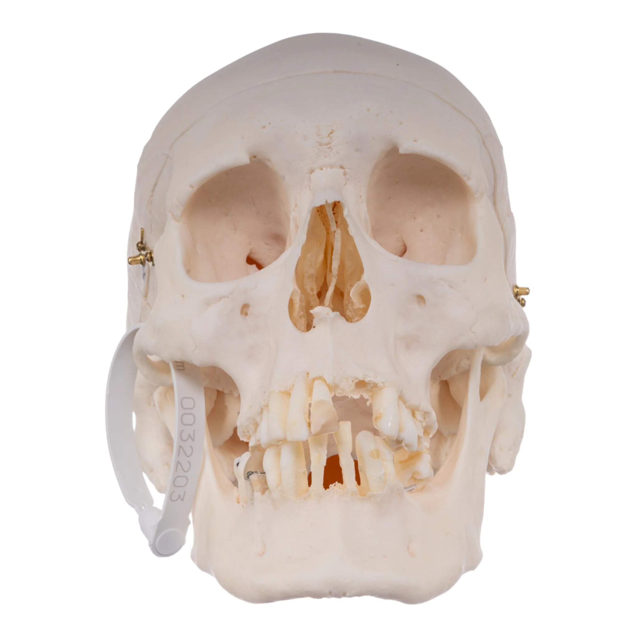 Real Research Quality Human Skull - Image 3