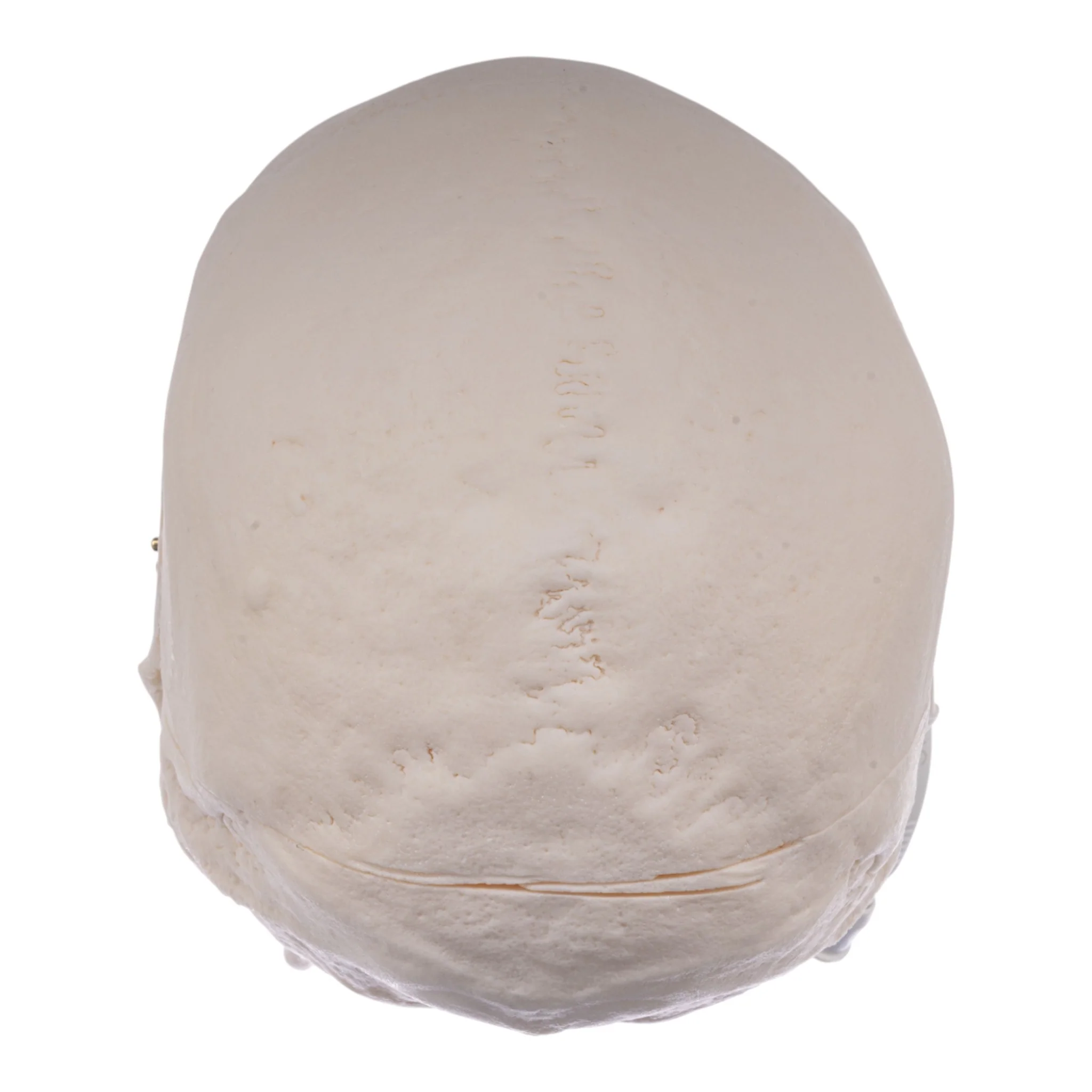 Real Research Quality Human Skull - Image 5
