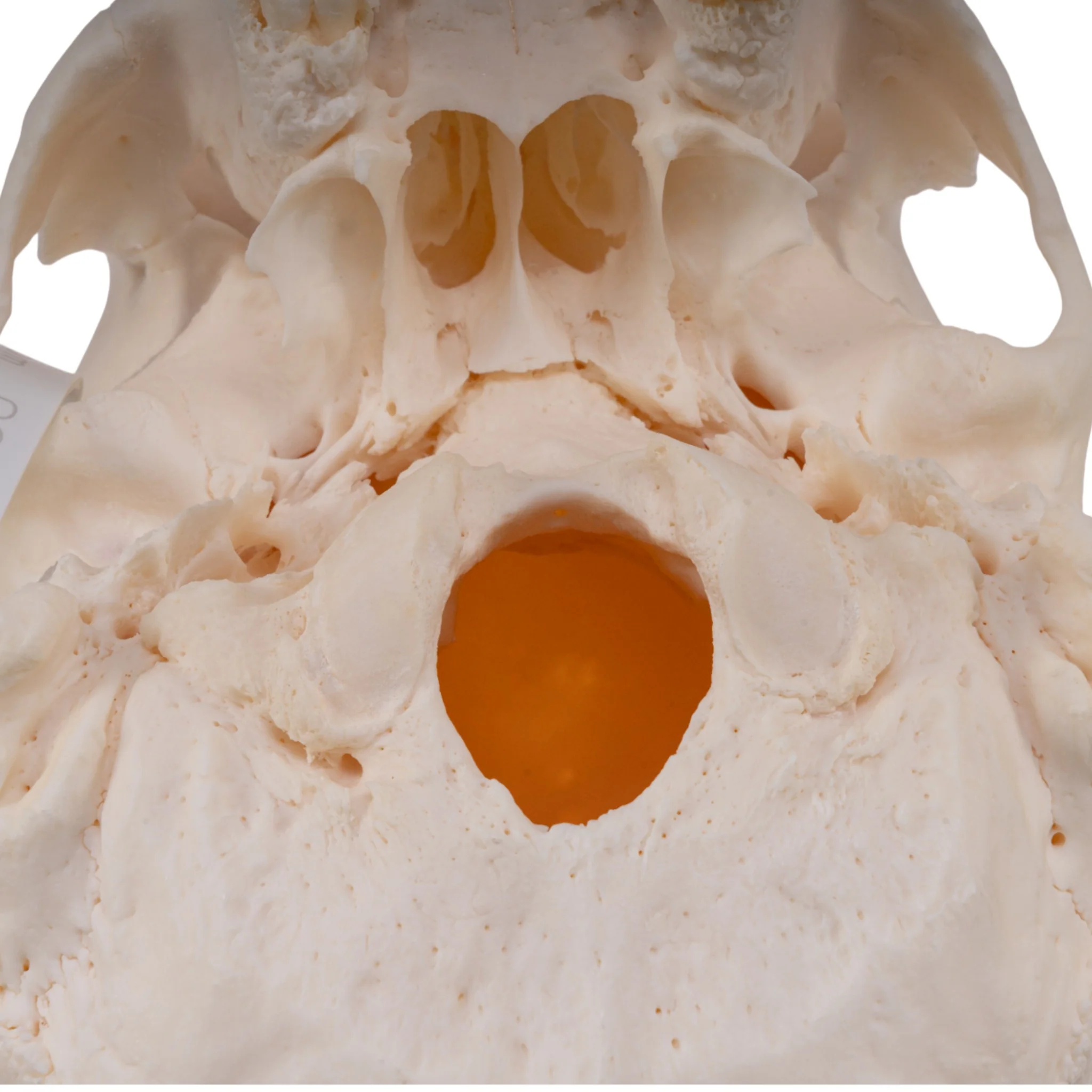 Real Research Quality Human Skull - Image 7