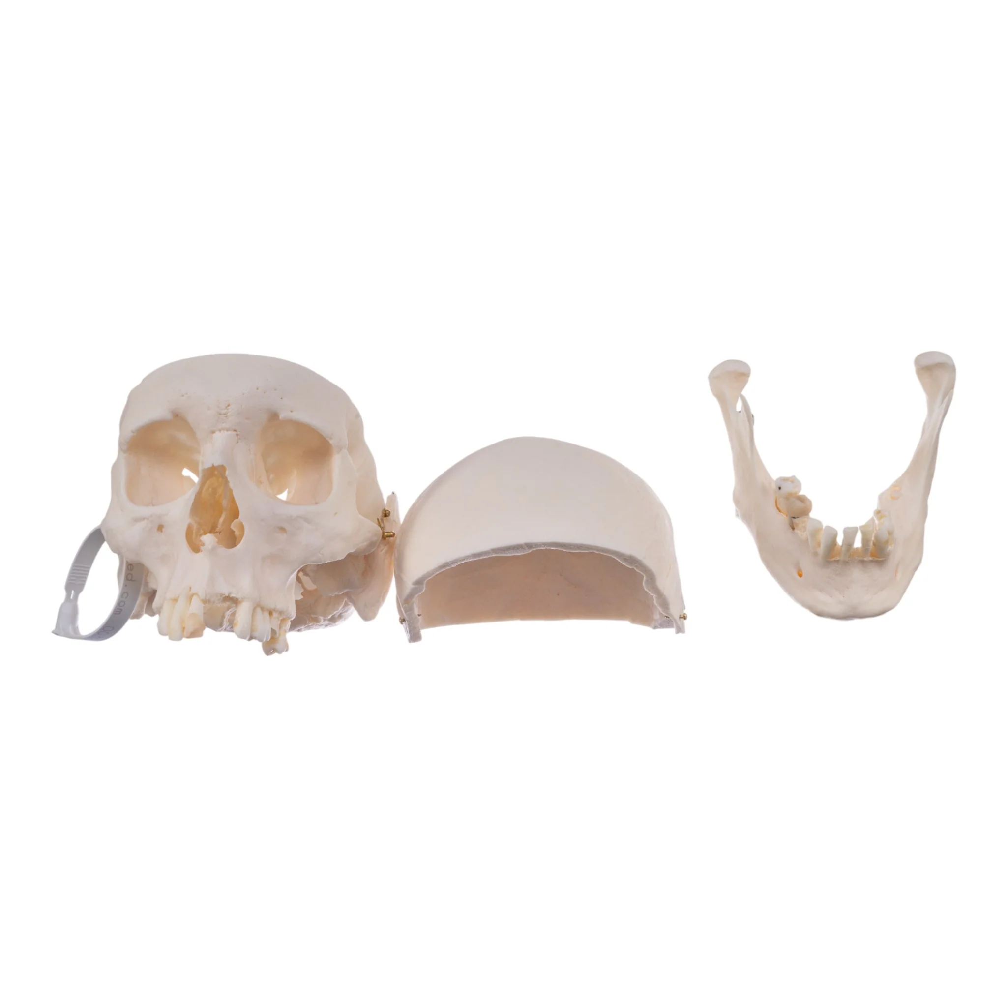 Real Research Quality Human Skull - Image 8