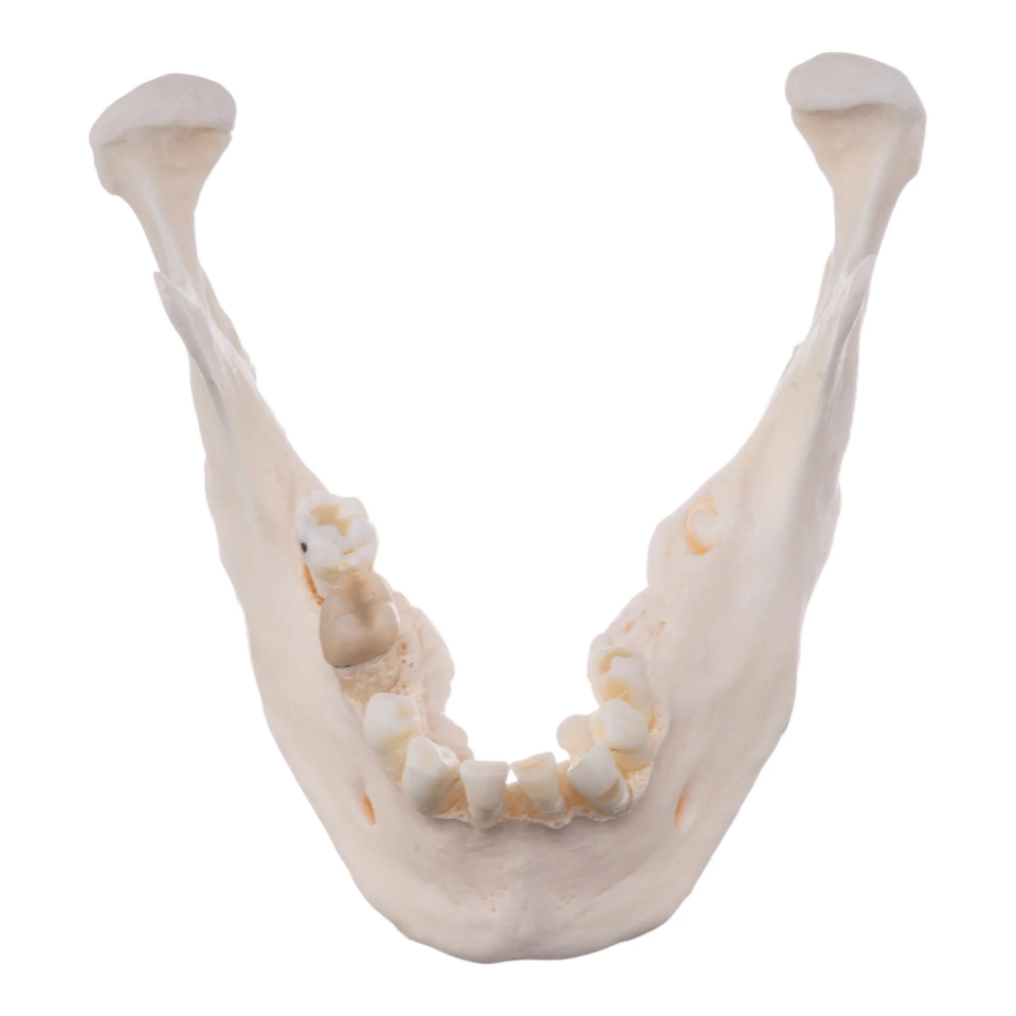 Real Research Quality Human Skull - Image 9