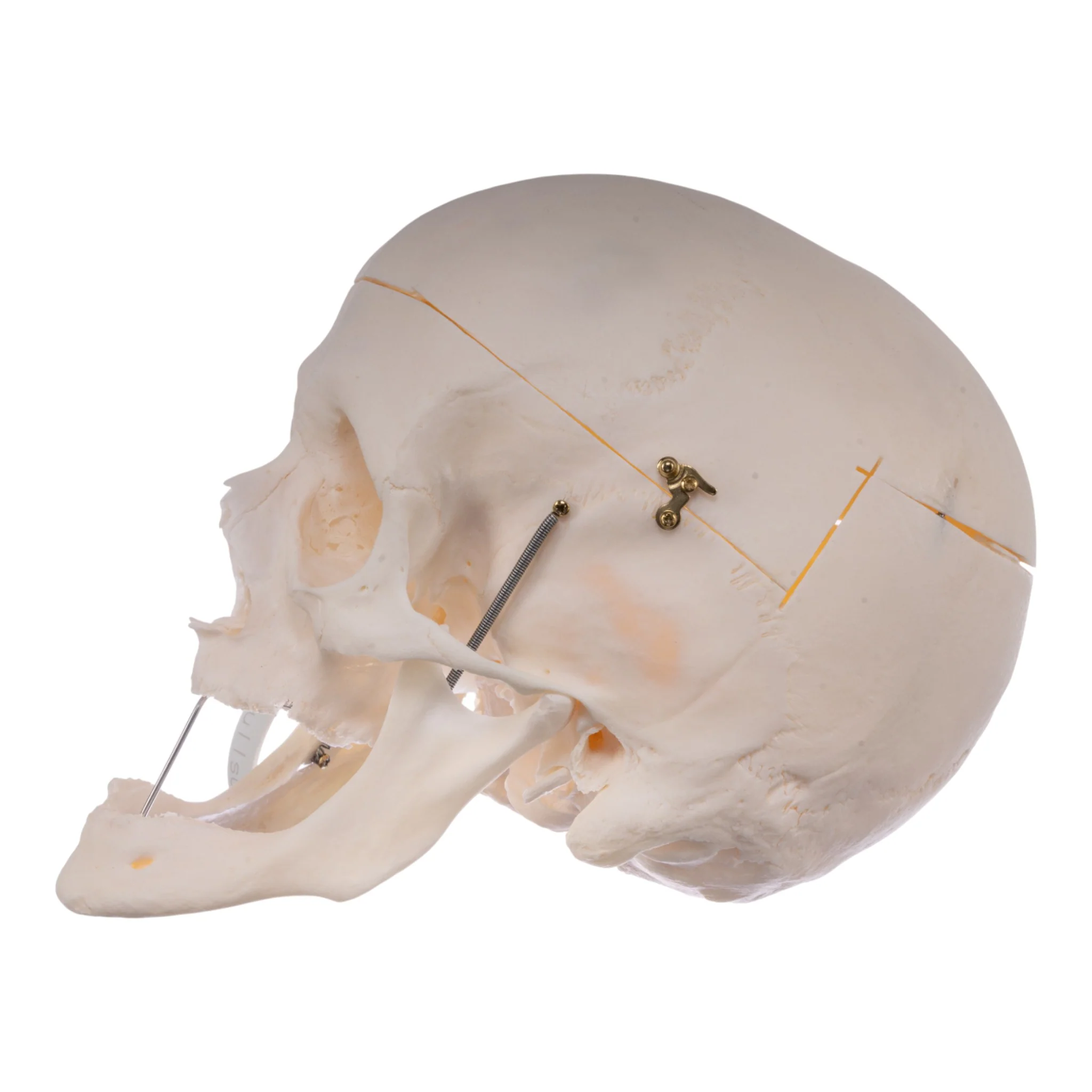 Real Research Quality Human Skull - Image 4