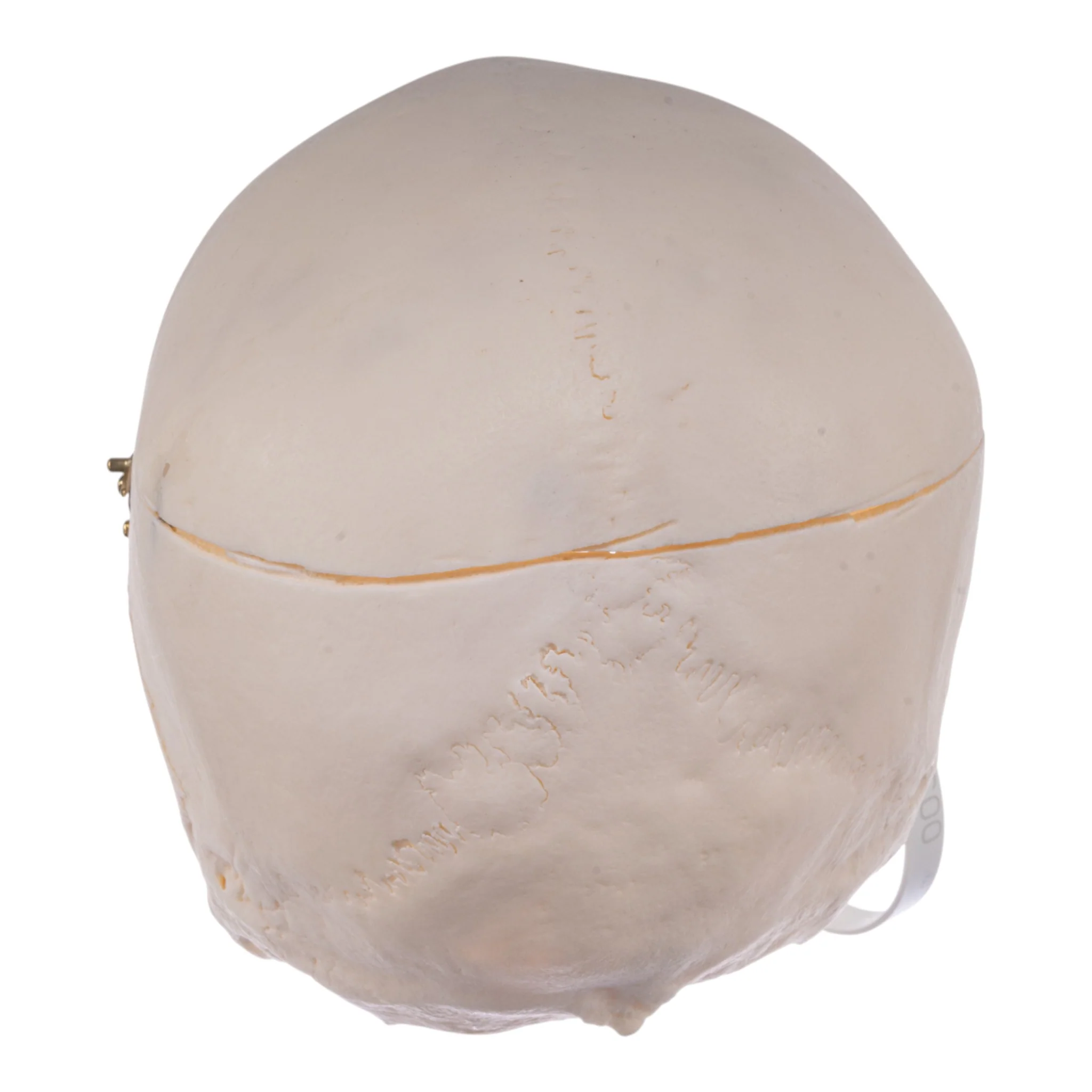 Real Research Quality Human Skull - Image 5