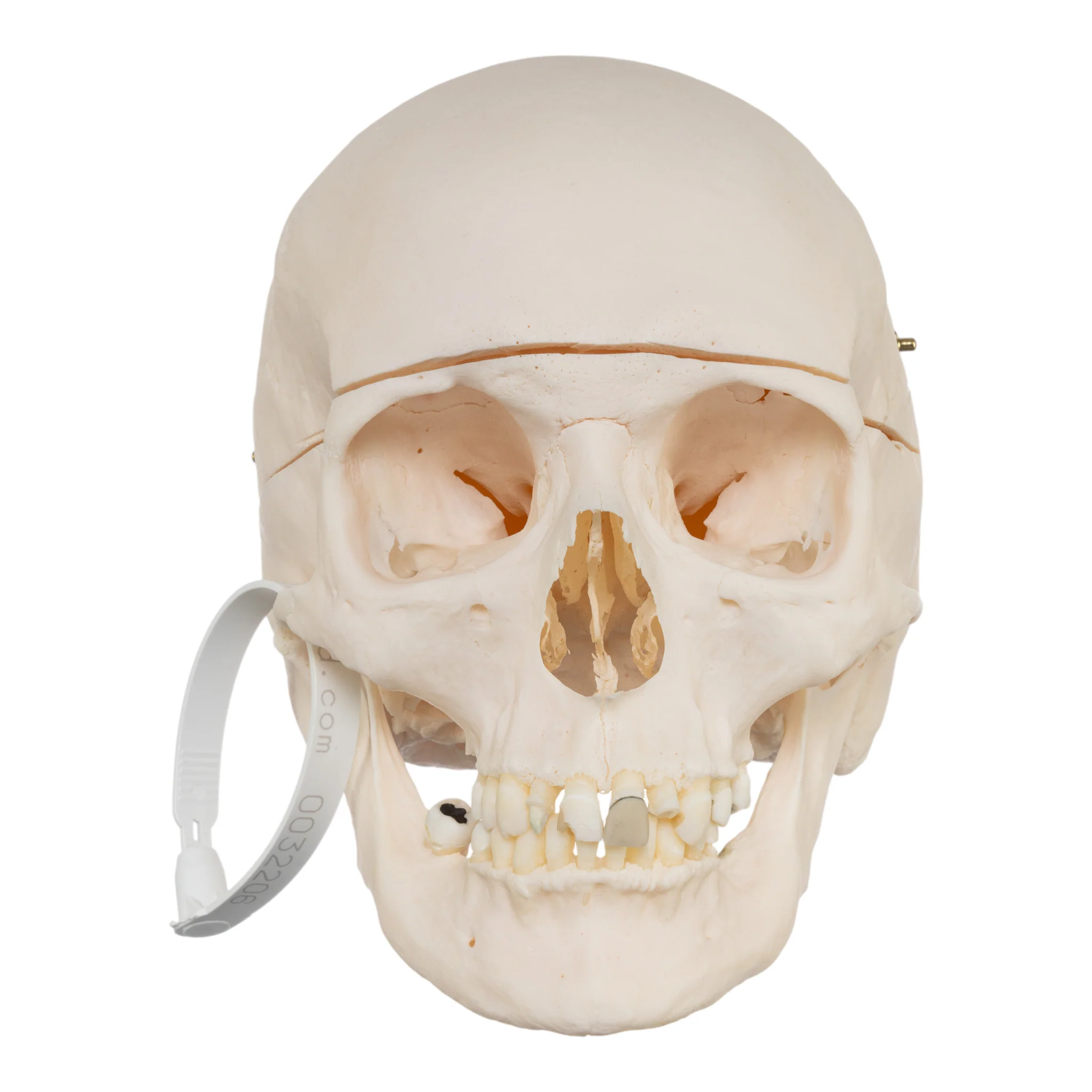Real Research Quality Human Skull - Image 3
