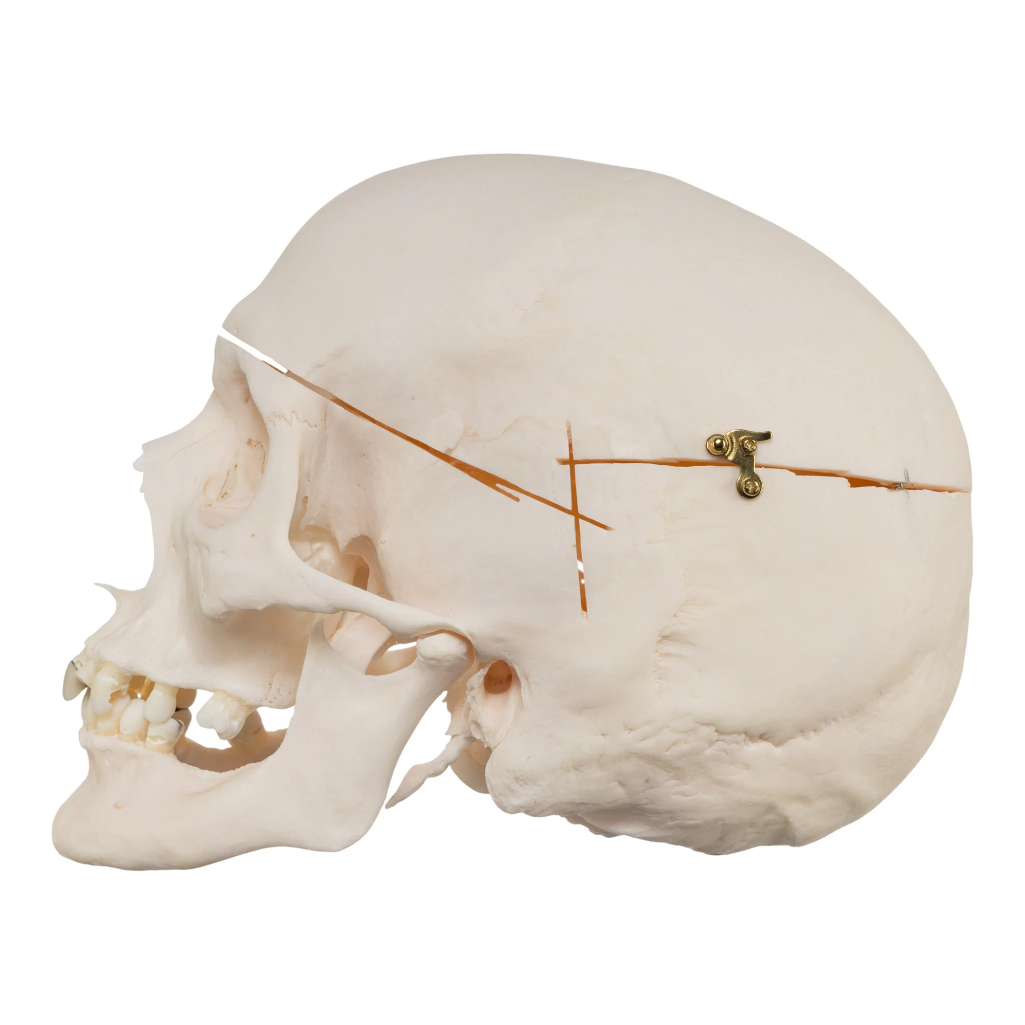 Real Research Quality Human Skull - Image 4