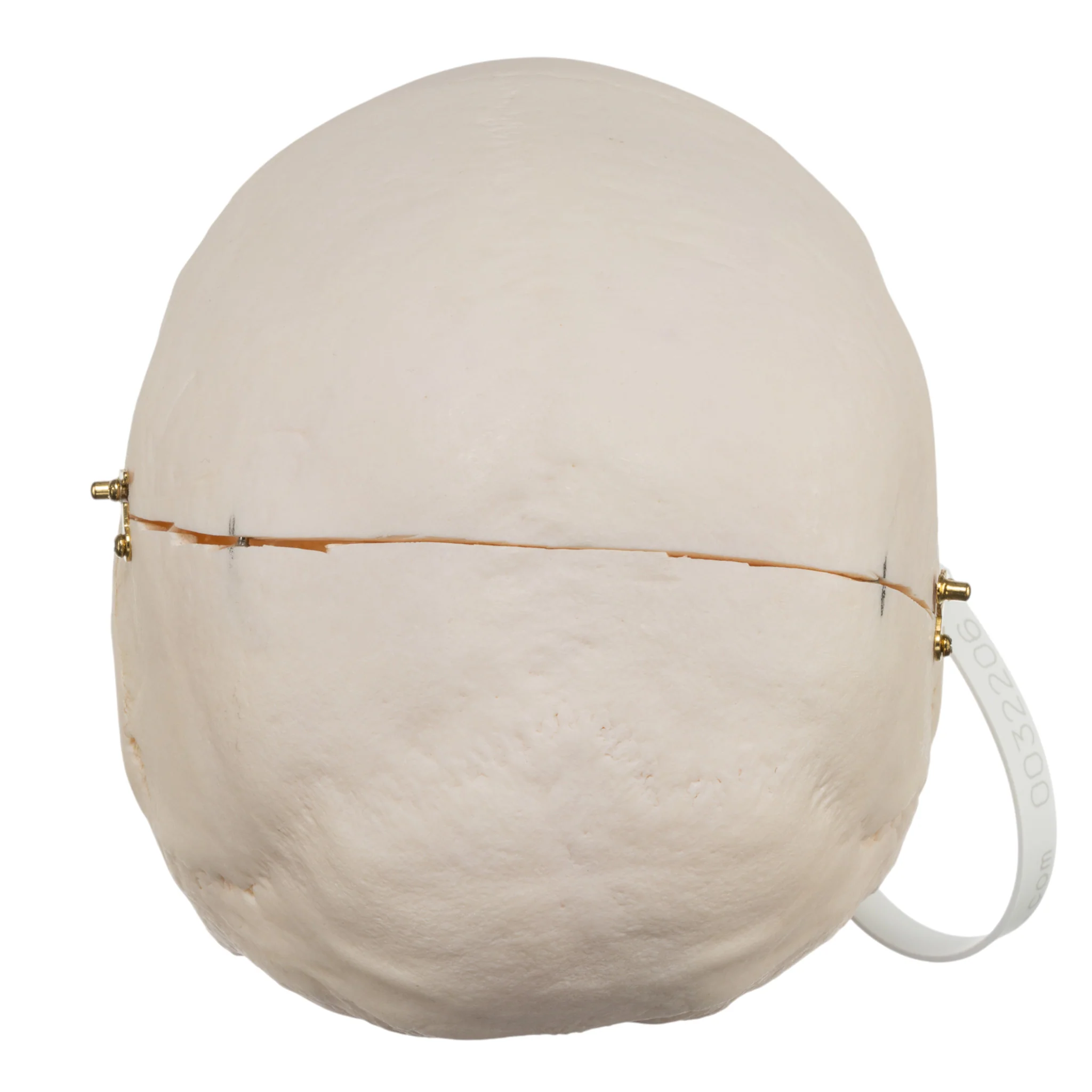 Real Research Quality Human Skull - Image 5