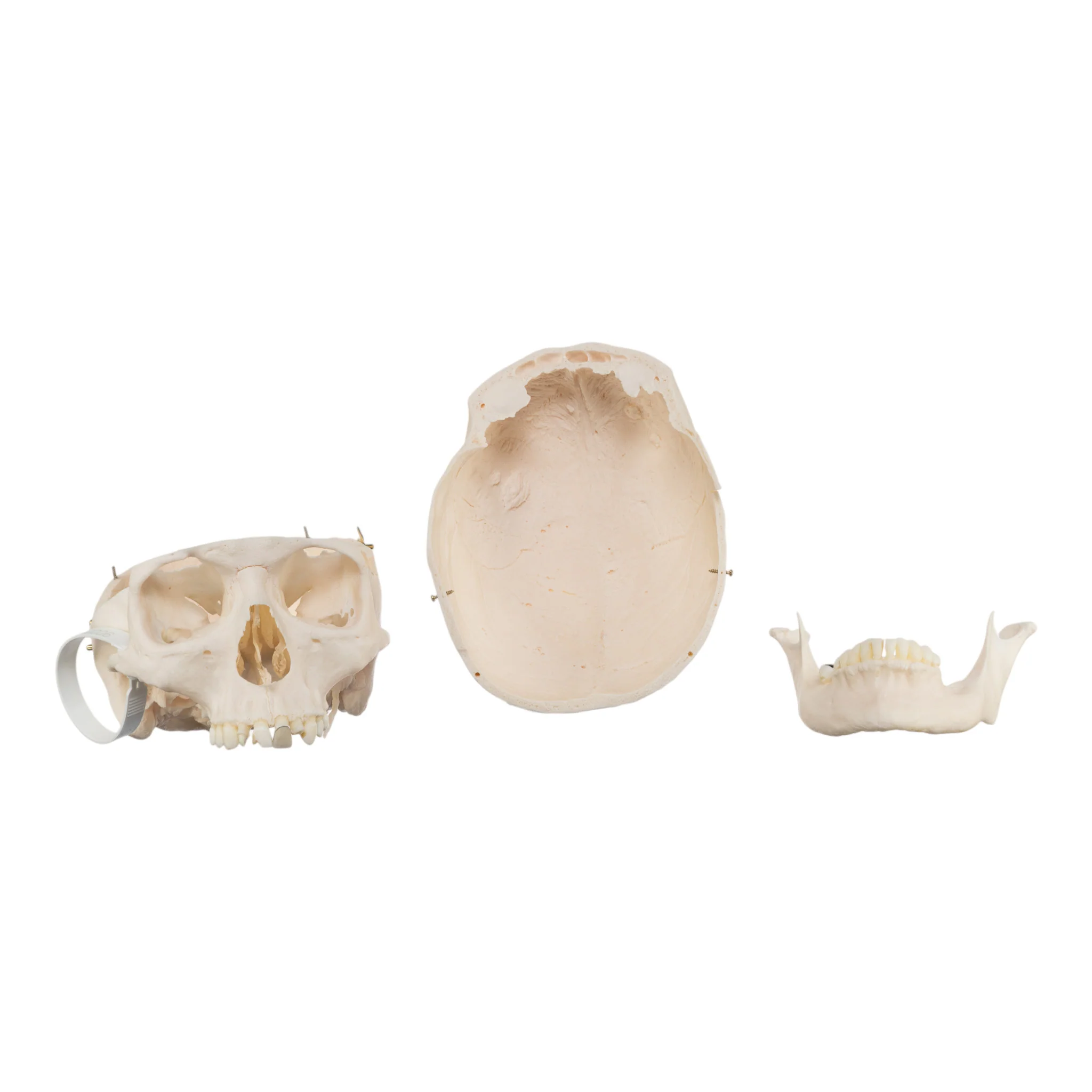 Real Research Quality Human Skull - Image 6