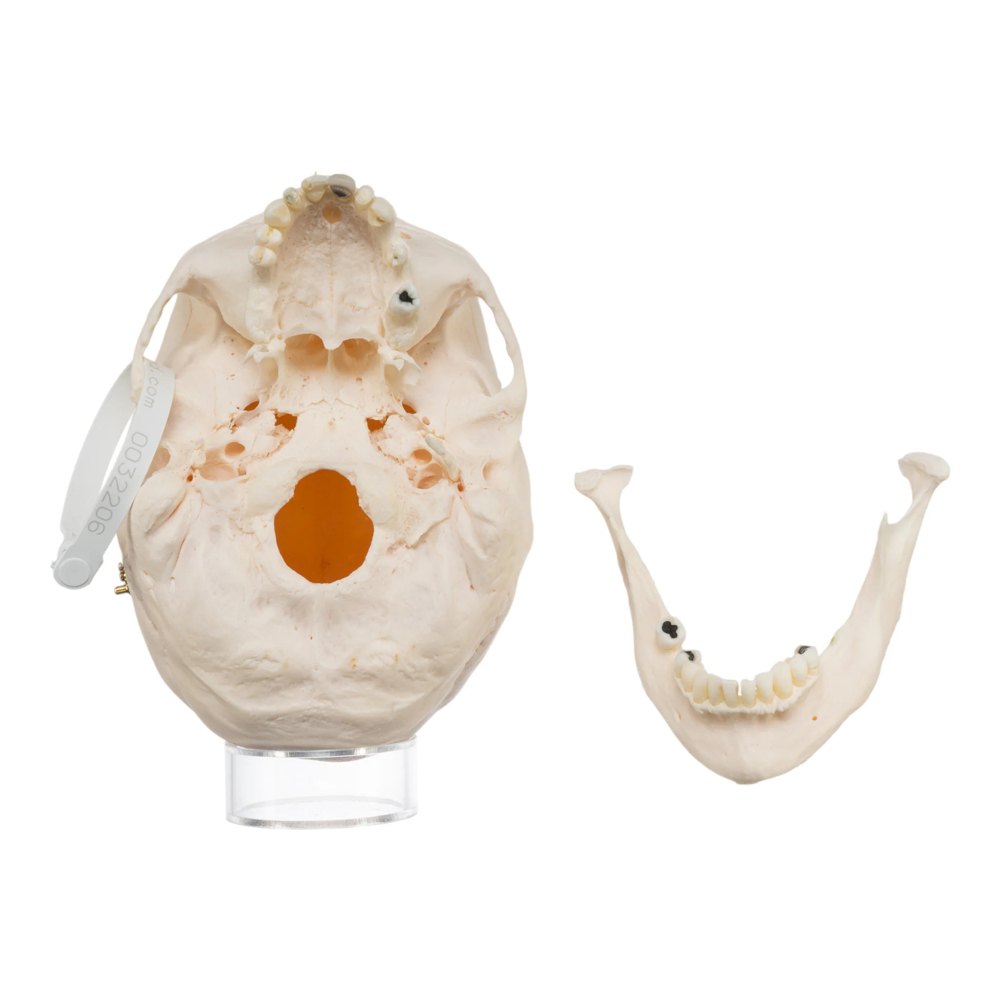 Real Research Quality Human Skull - Image 7