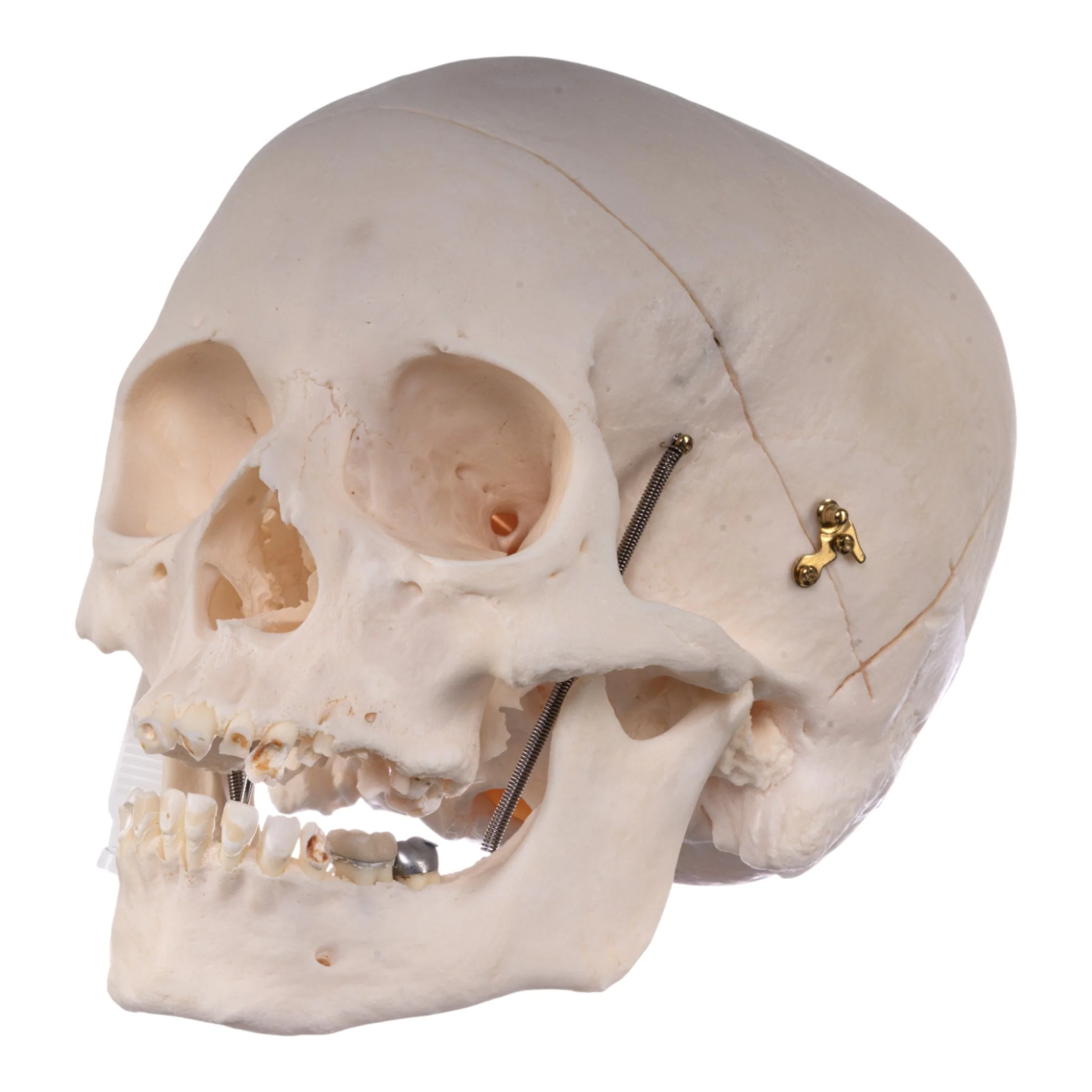 Real Research Quality Human Skull