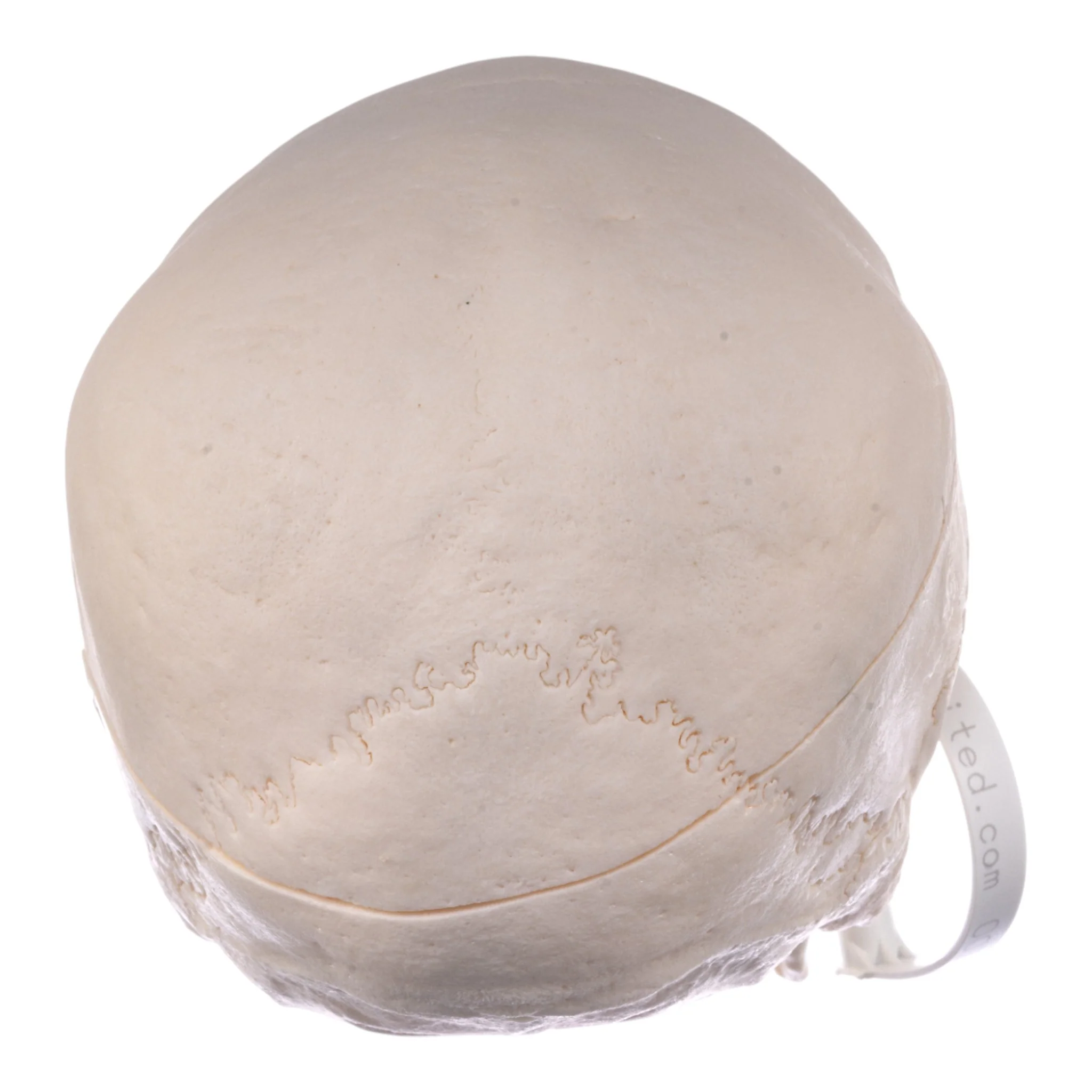 Real Research Quality Human Skull - Image 5