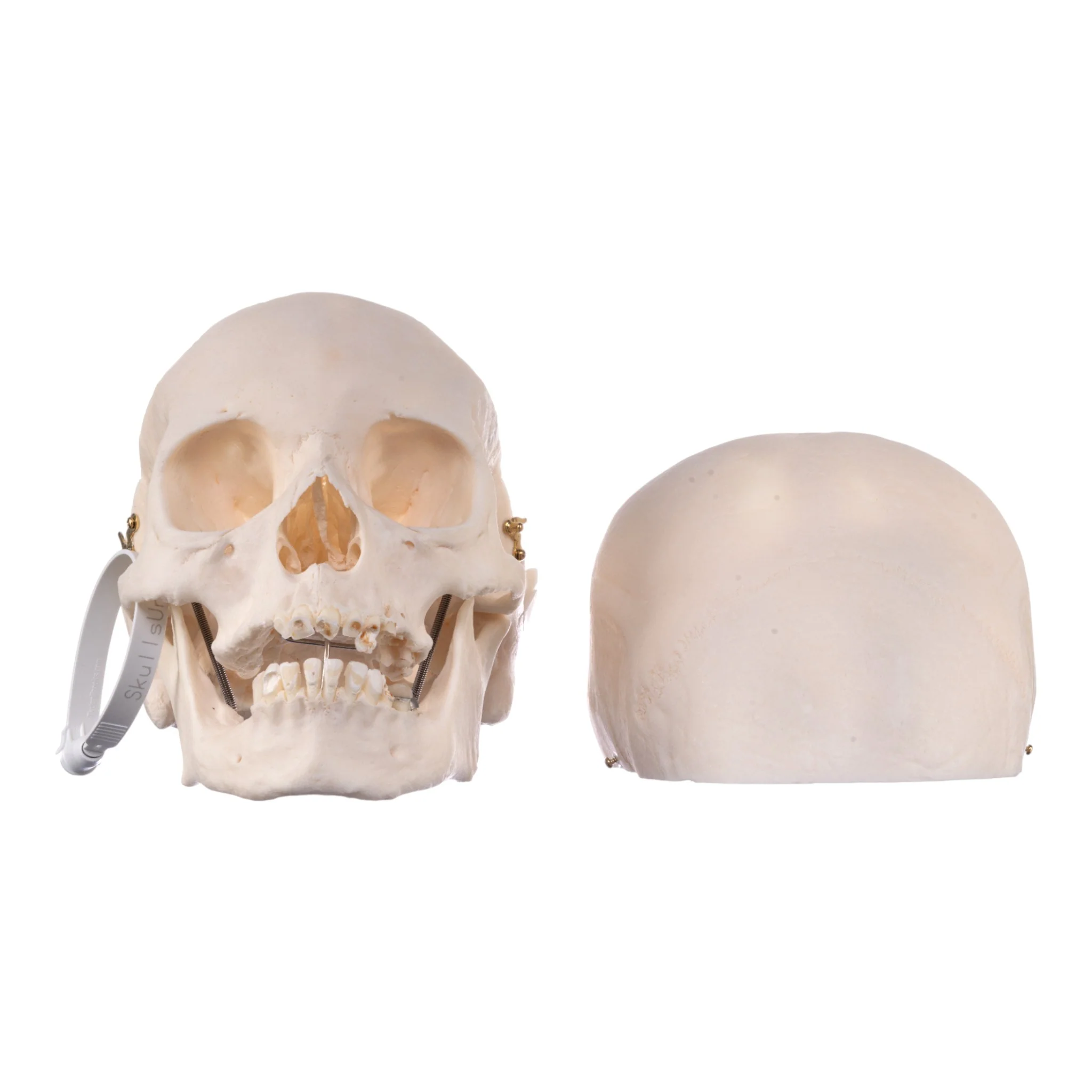 Real Research Quality Human Skull - Image 6