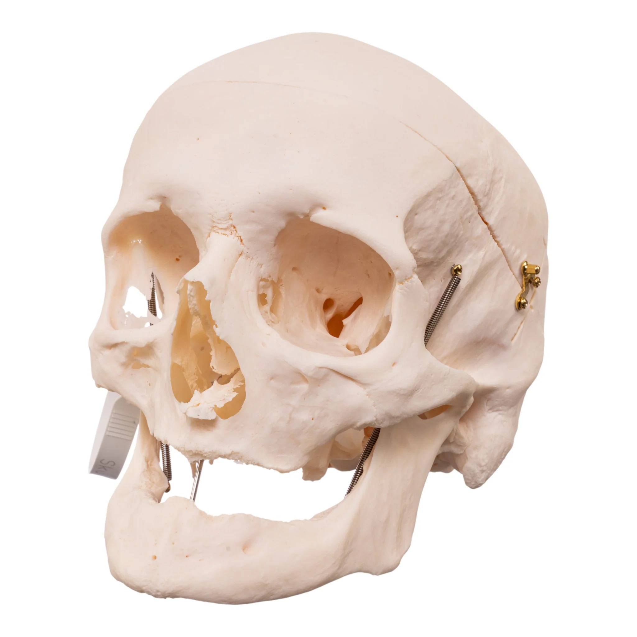Real Research Quality Human Skull
