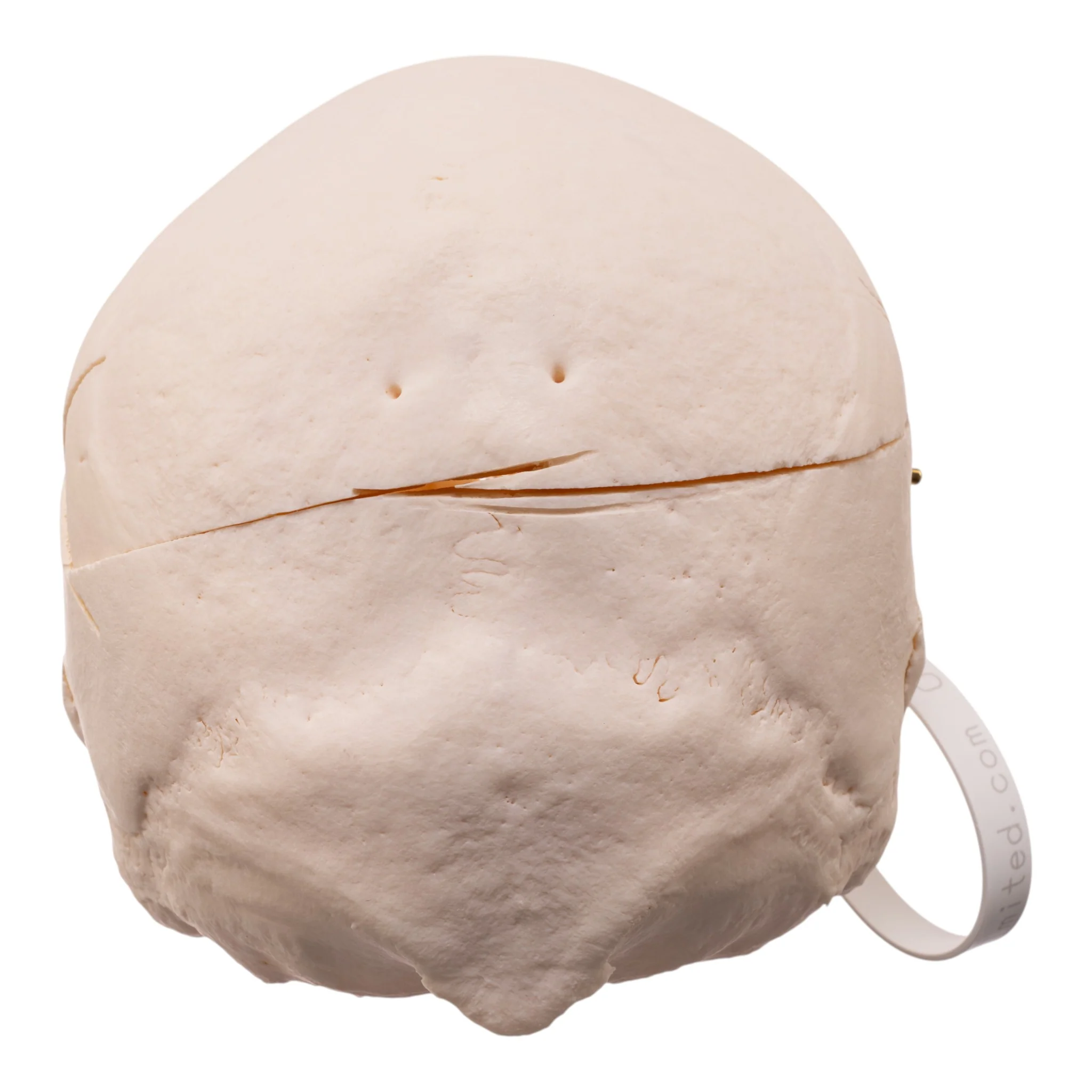 Real Research Quality Human Skull - Image 5