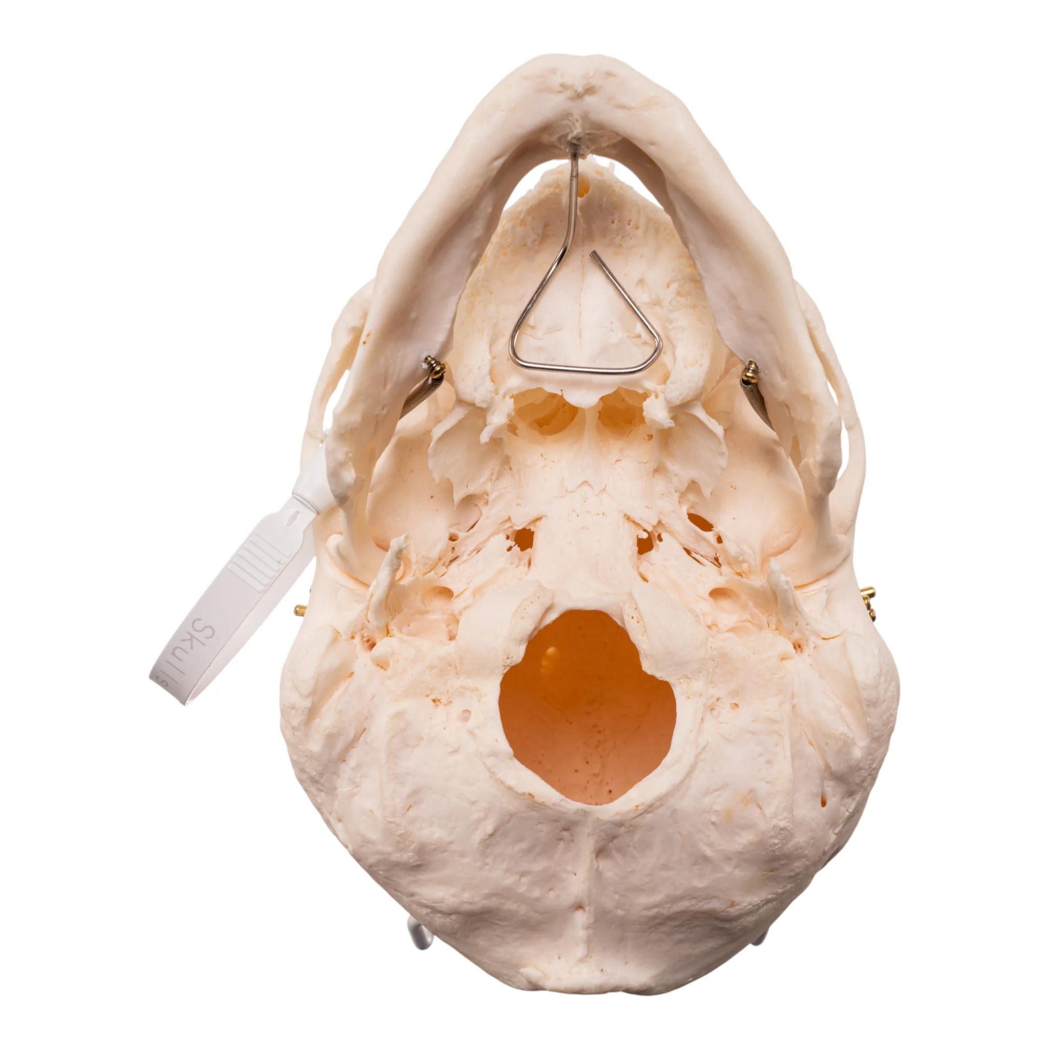 Real Research Quality Human Skull - Image 6