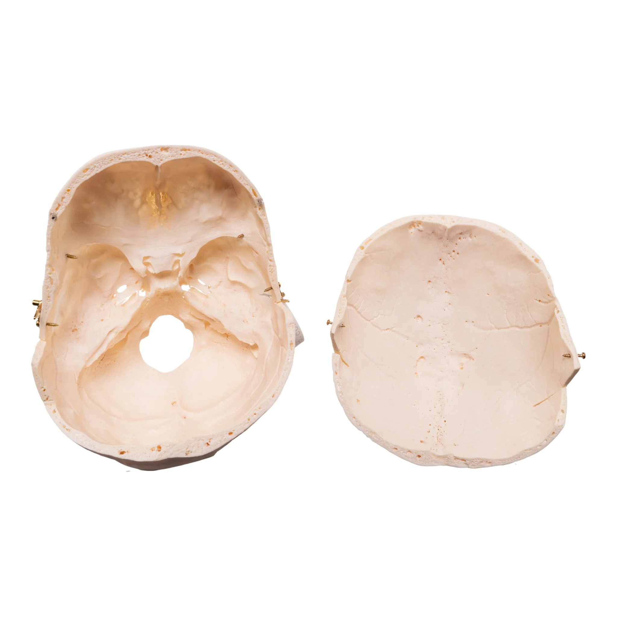 Real Research Quality Human Skull - Image 8