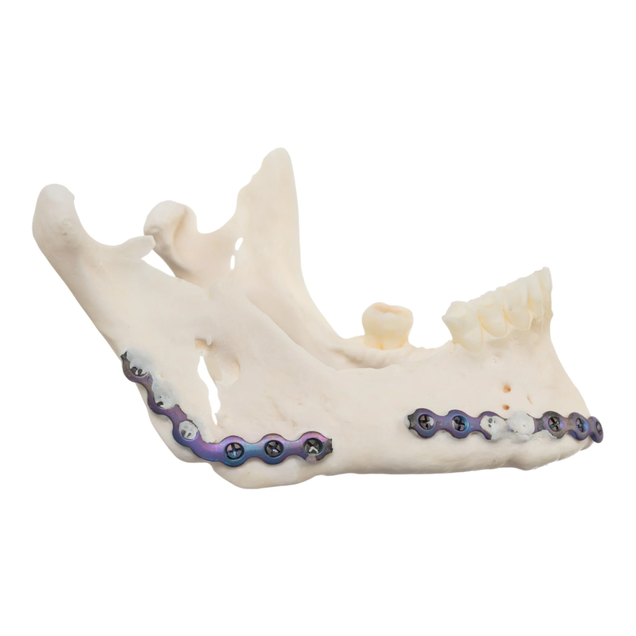Real Research Quality Human Skull - Image 7