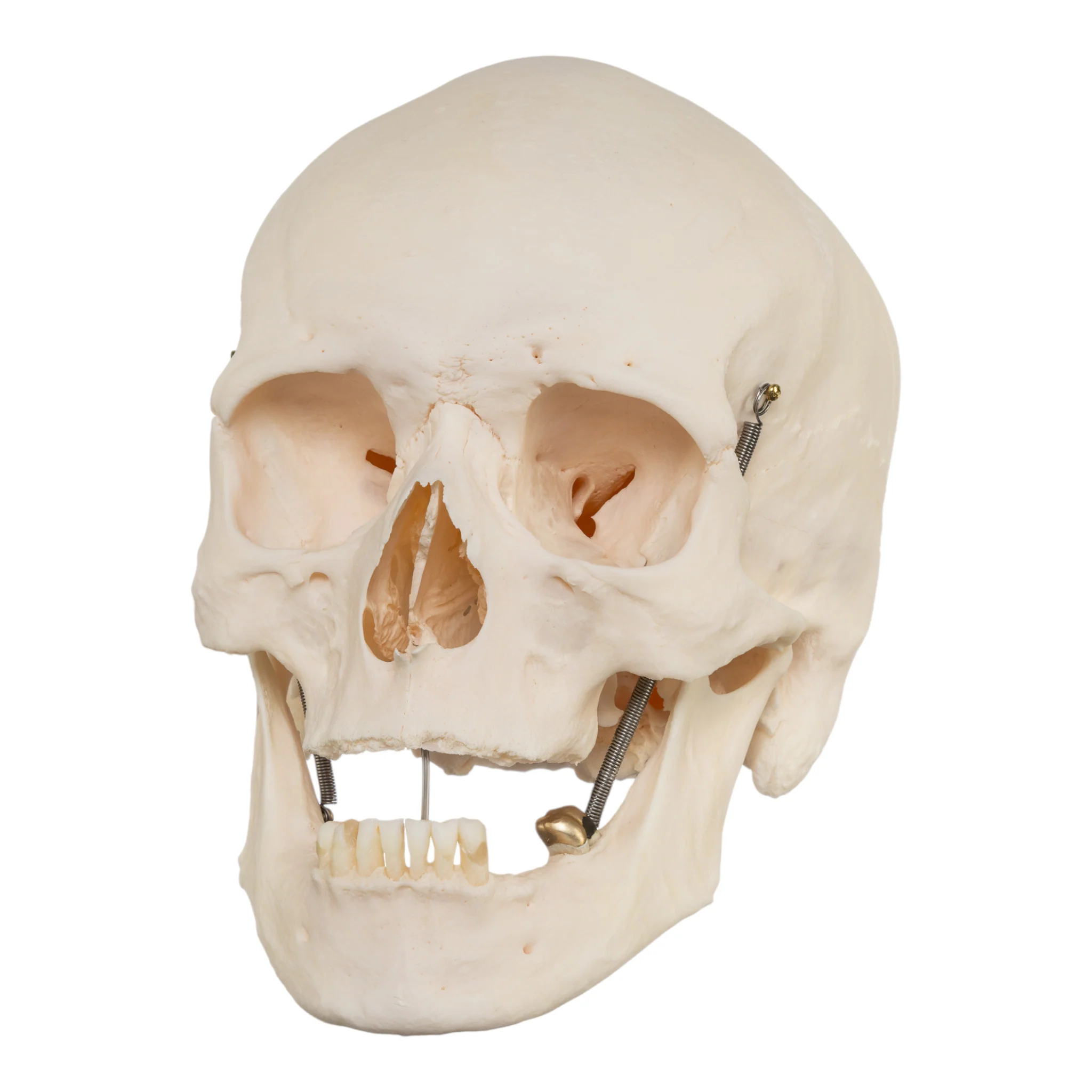 Real Research Quality Human Skull