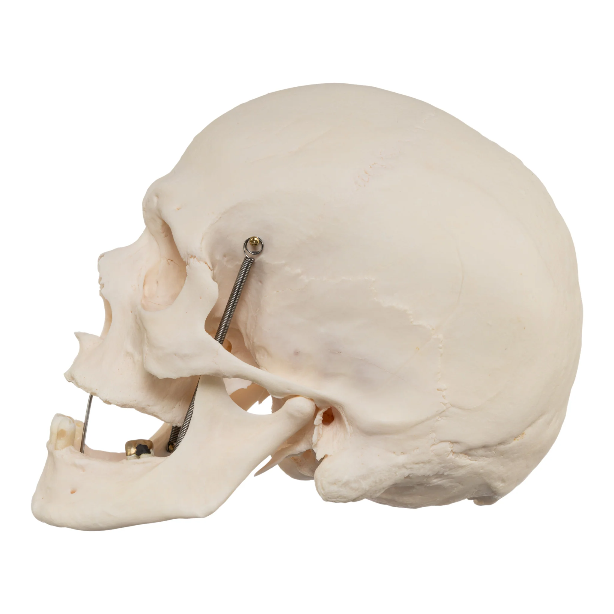 Real Research Quality Human Skull - Image 4
