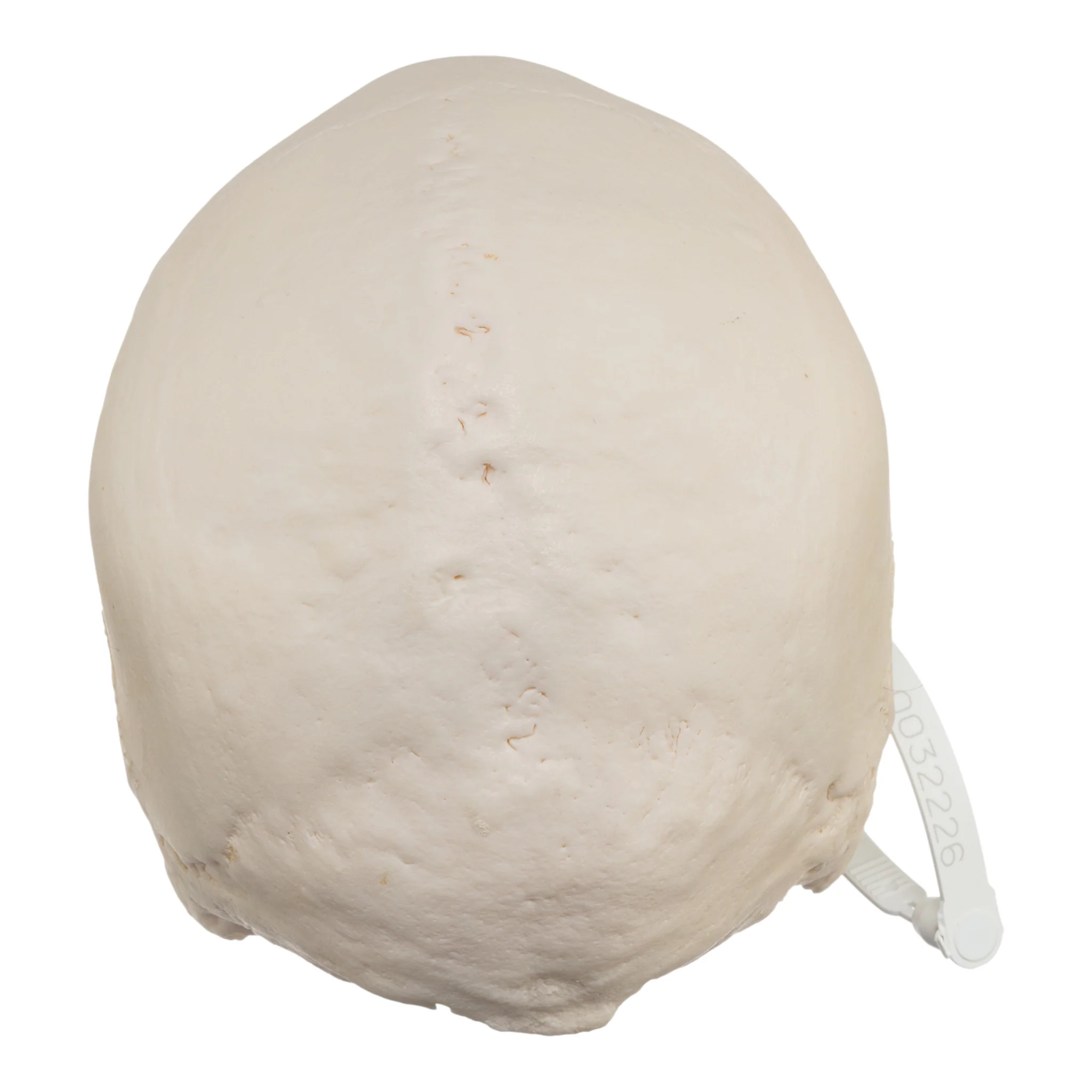 Real Research Quality Human Skull - Image 5
