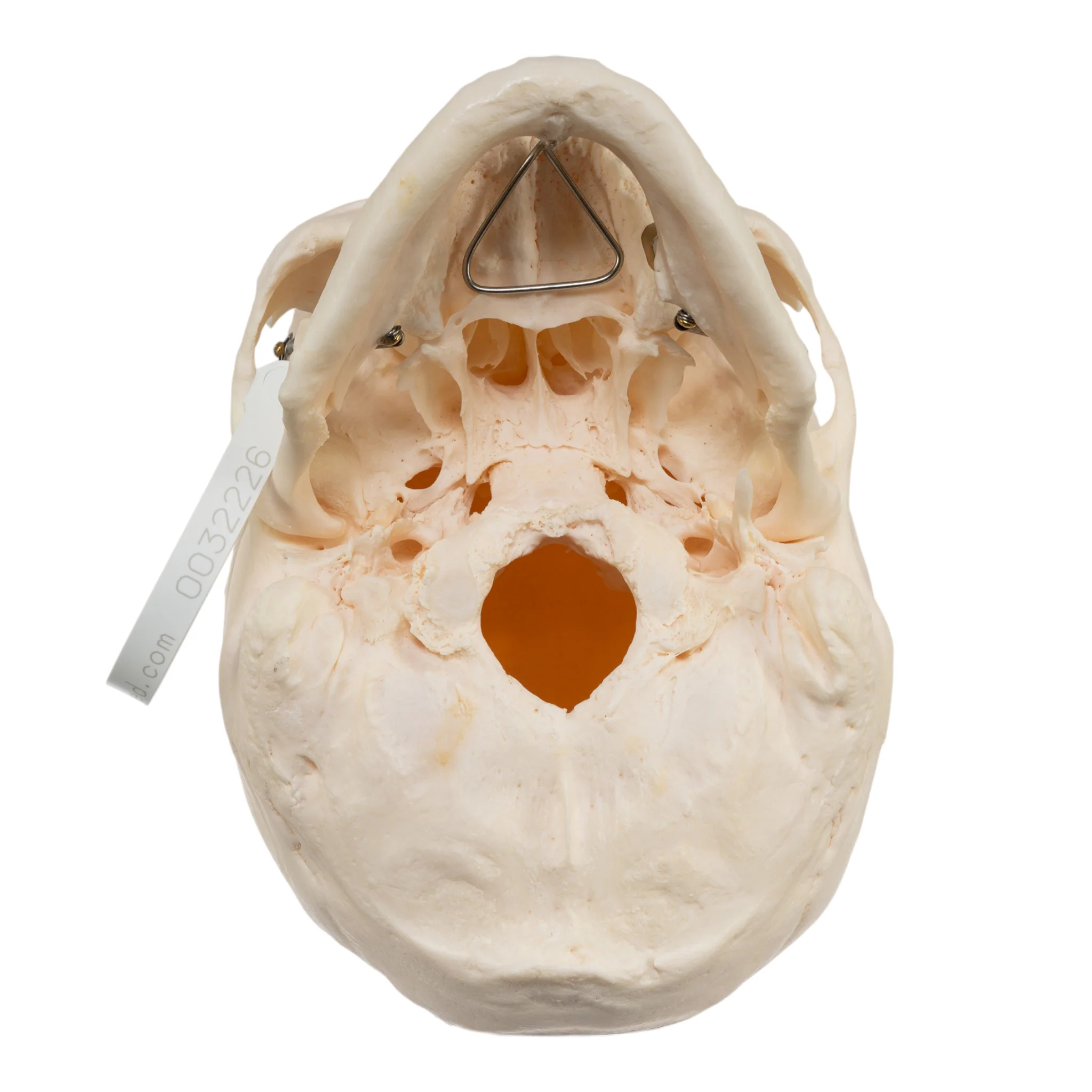 Real Research Quality Human Skull - Image 6