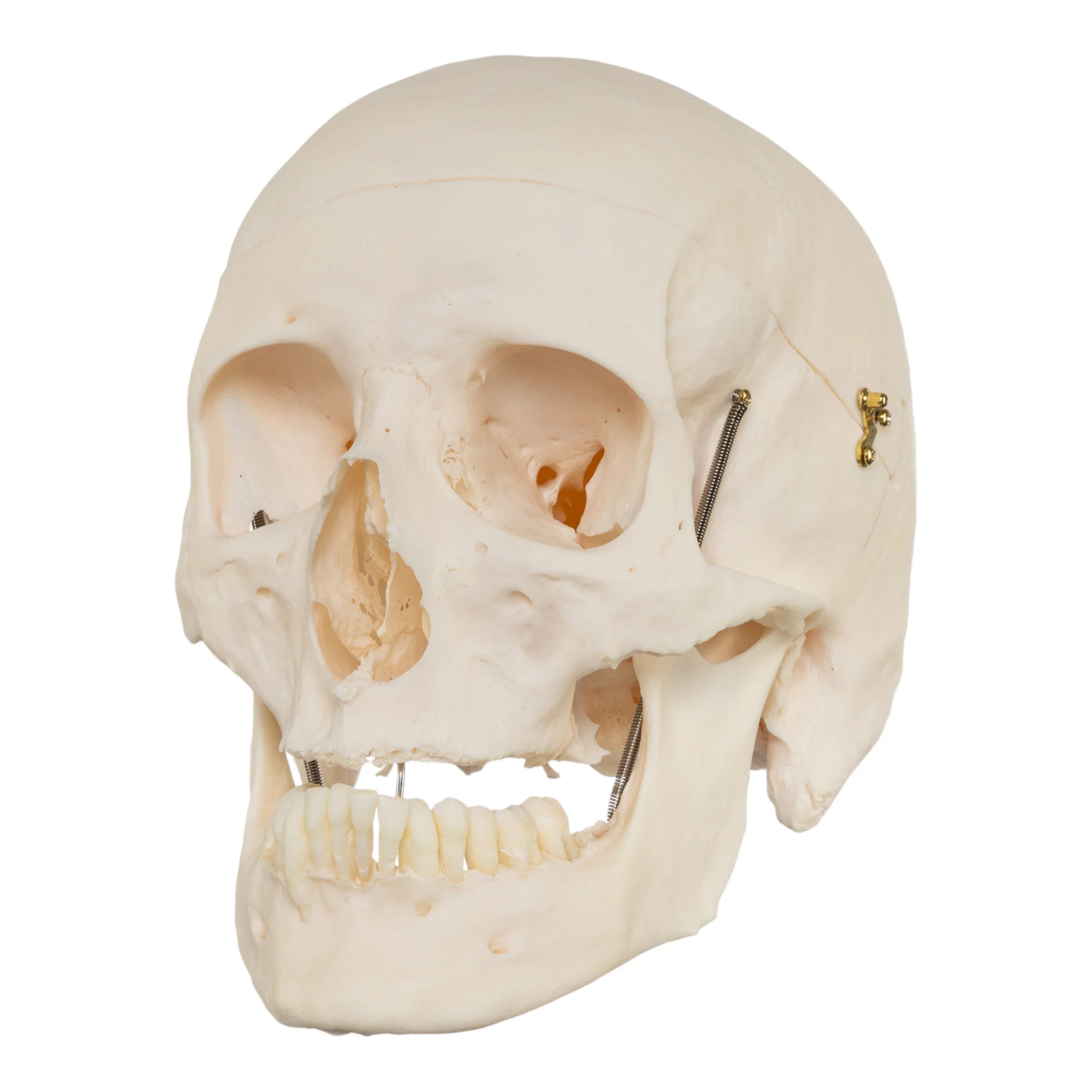Real Research Quality Human Skull