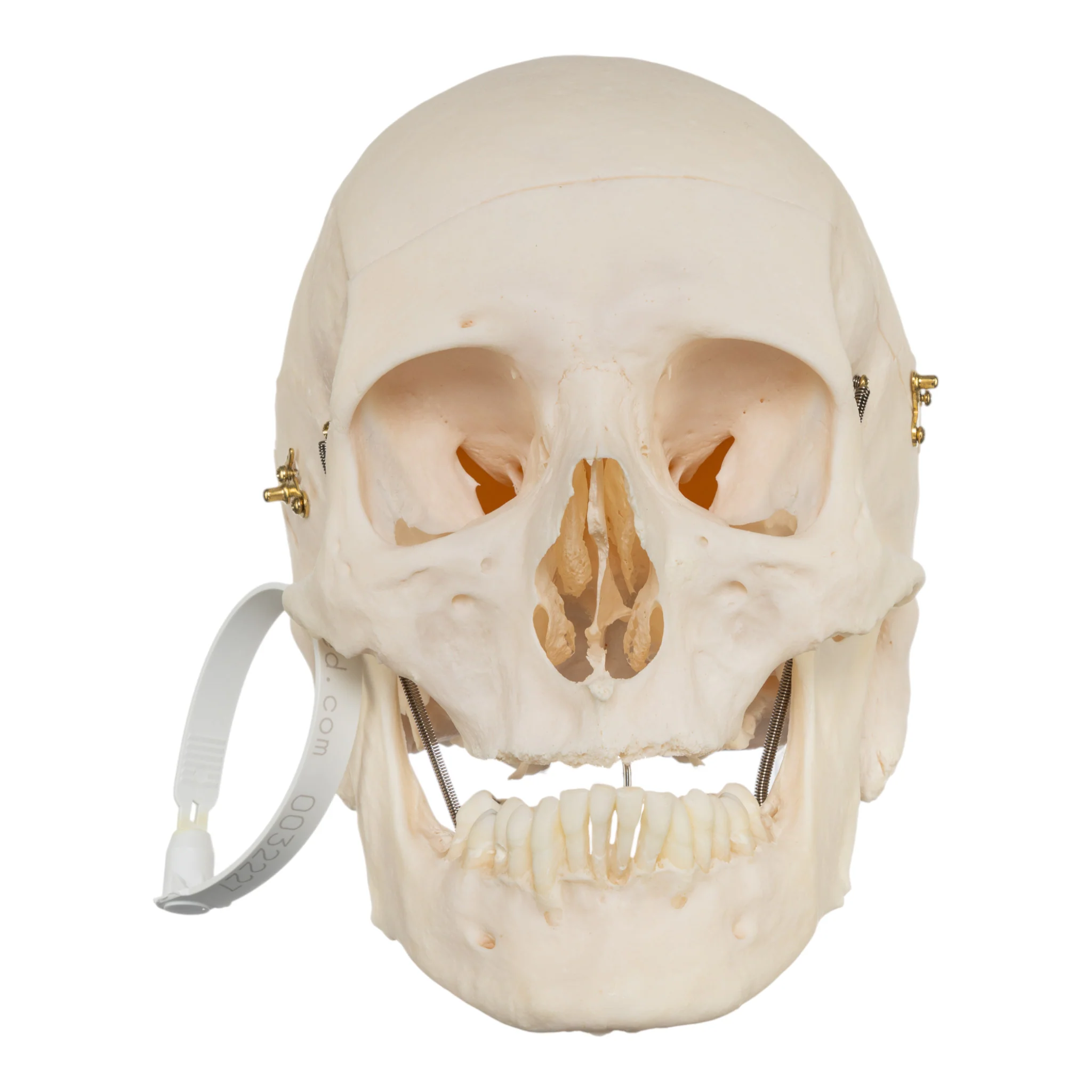 Real Research Quality Human Skull - Image 3