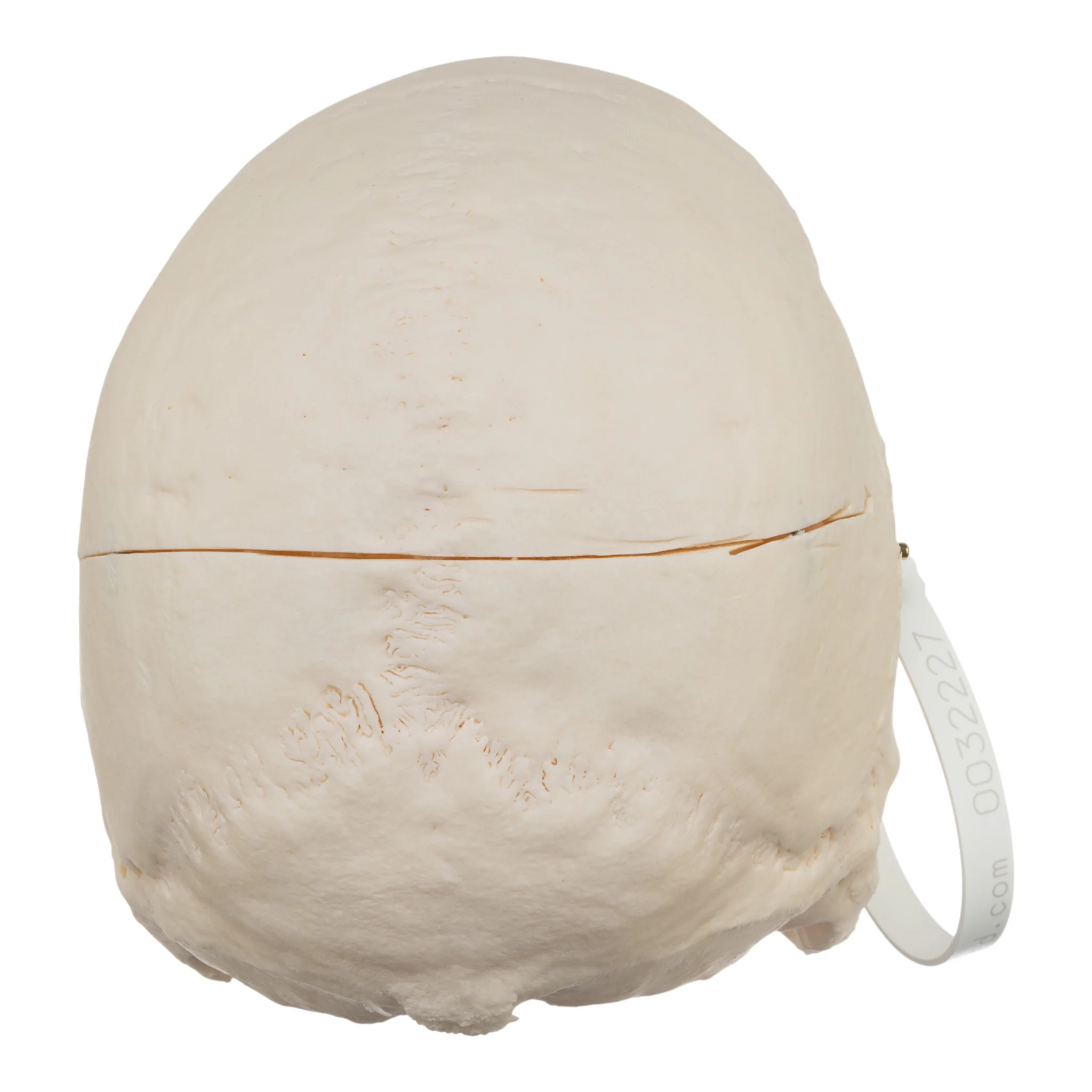 Real Research Quality Human Skull - Image 5