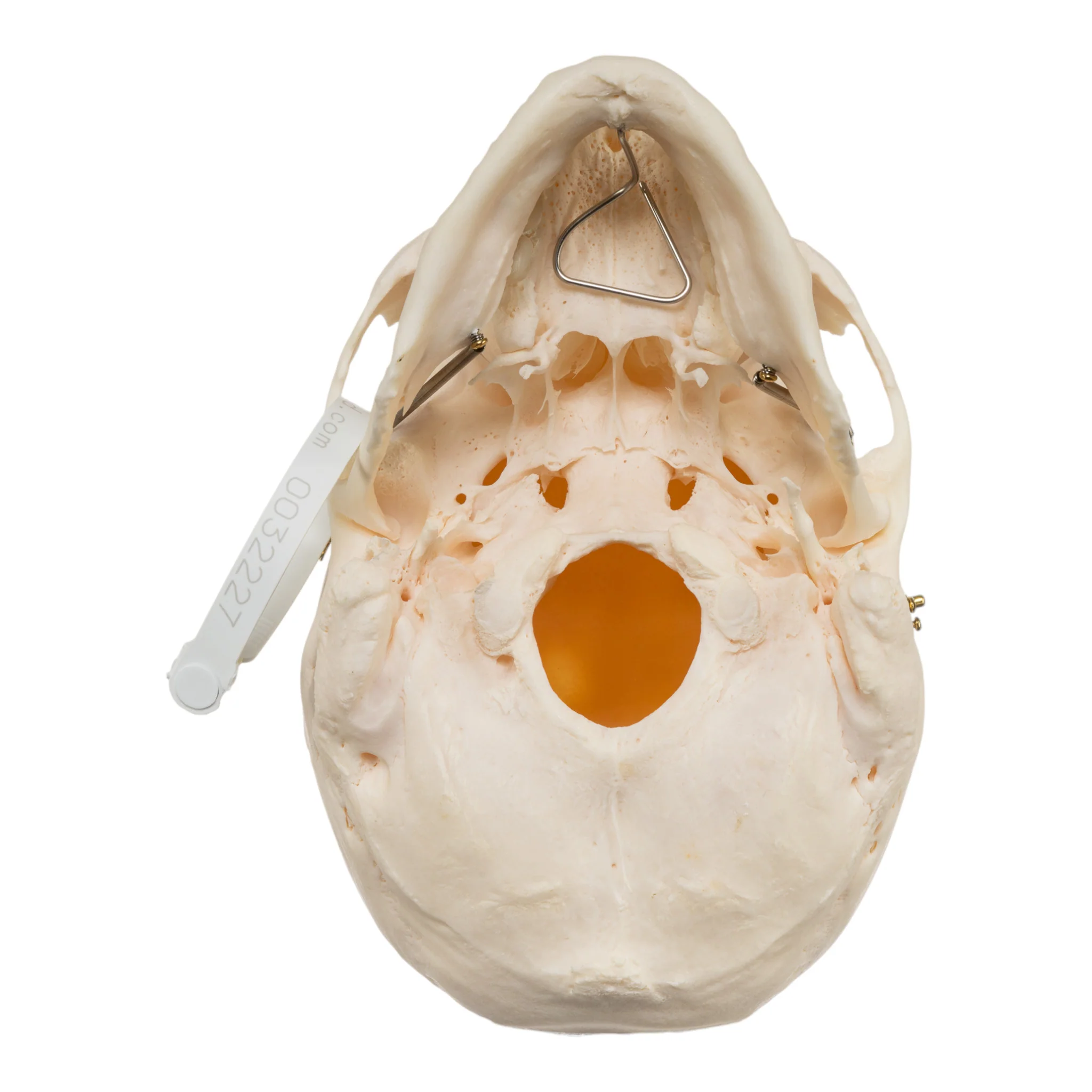 Real Research Quality Human Skull - Image 6
