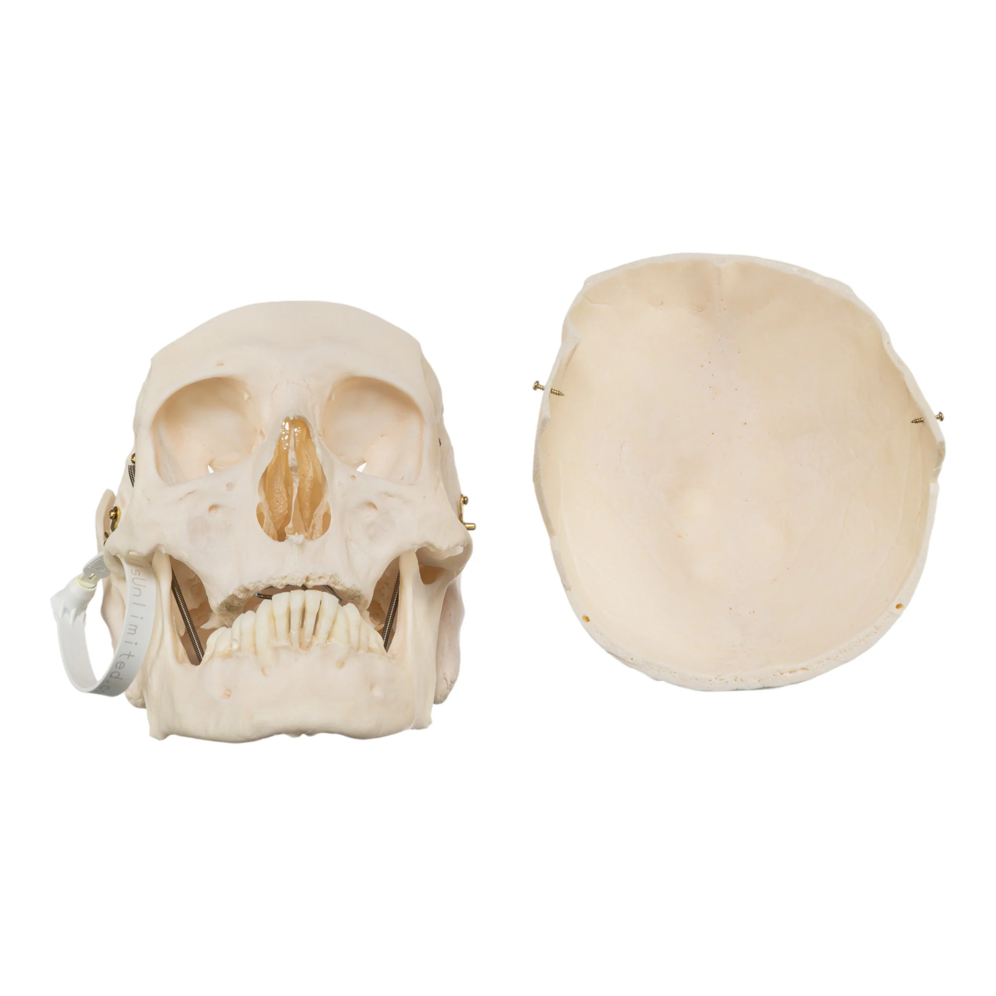 Real Research Quality Human Skull - Image 7